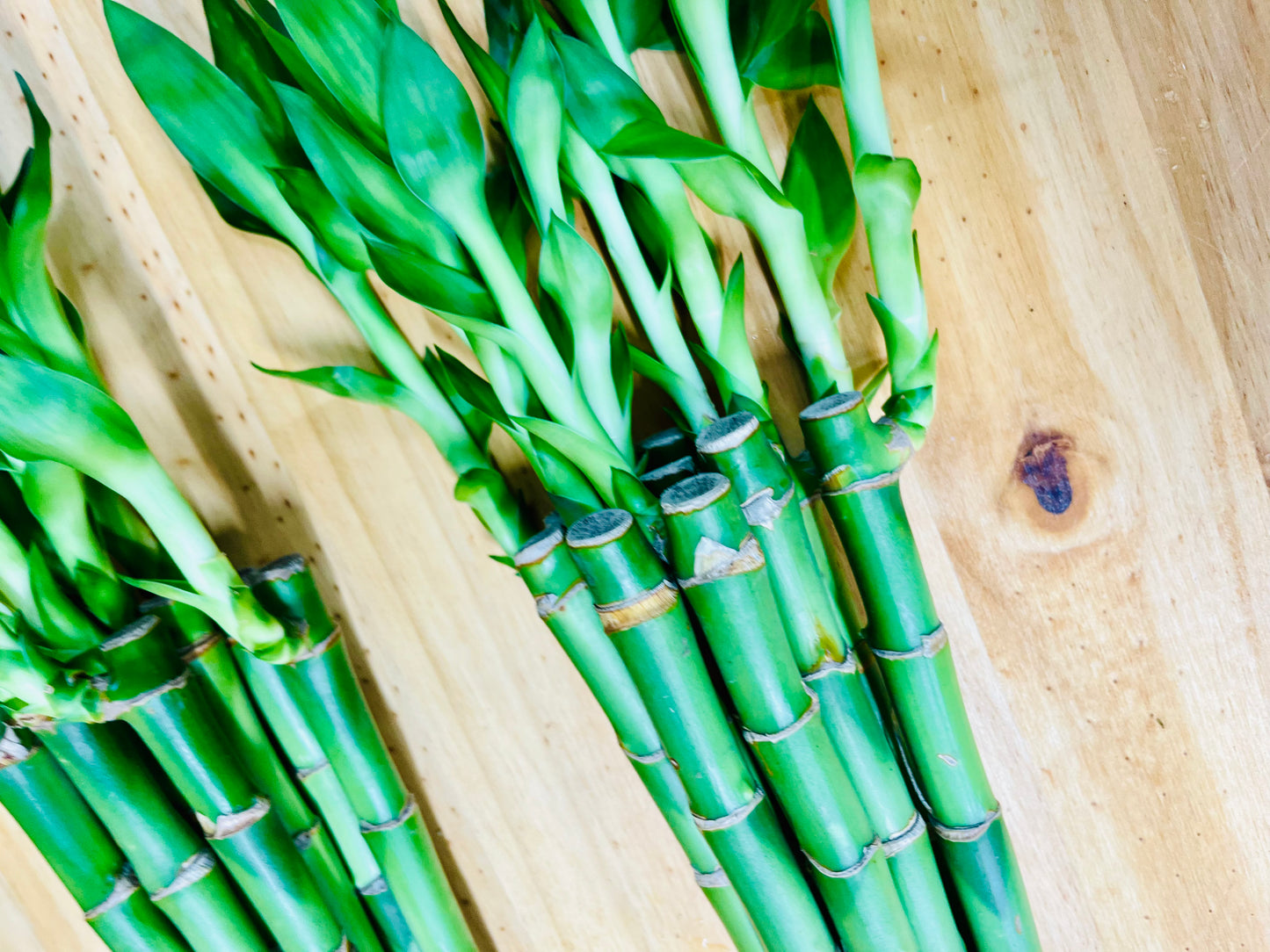 Paquete Lucky Bamboo 10 - Tallos de 6”