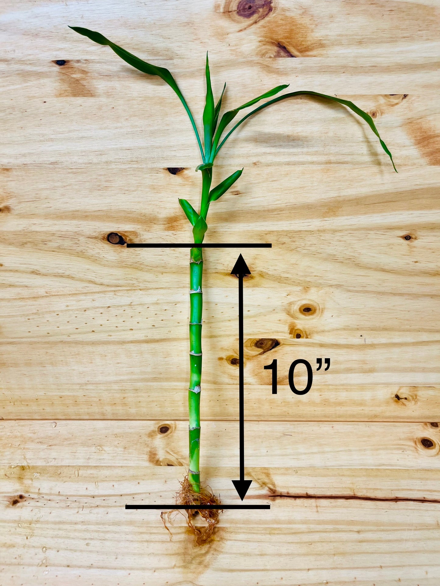 Paquete Lucky Bamboo 10 - Tallos de 6”