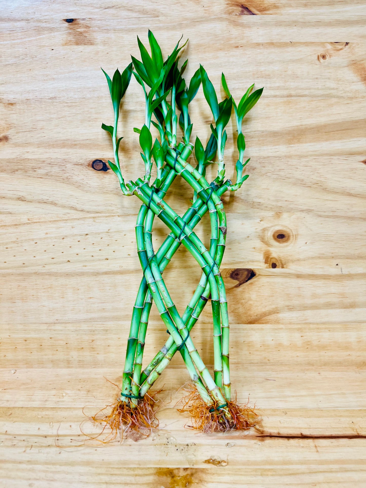 Live Lucky Bamboo Braided 12” Tall