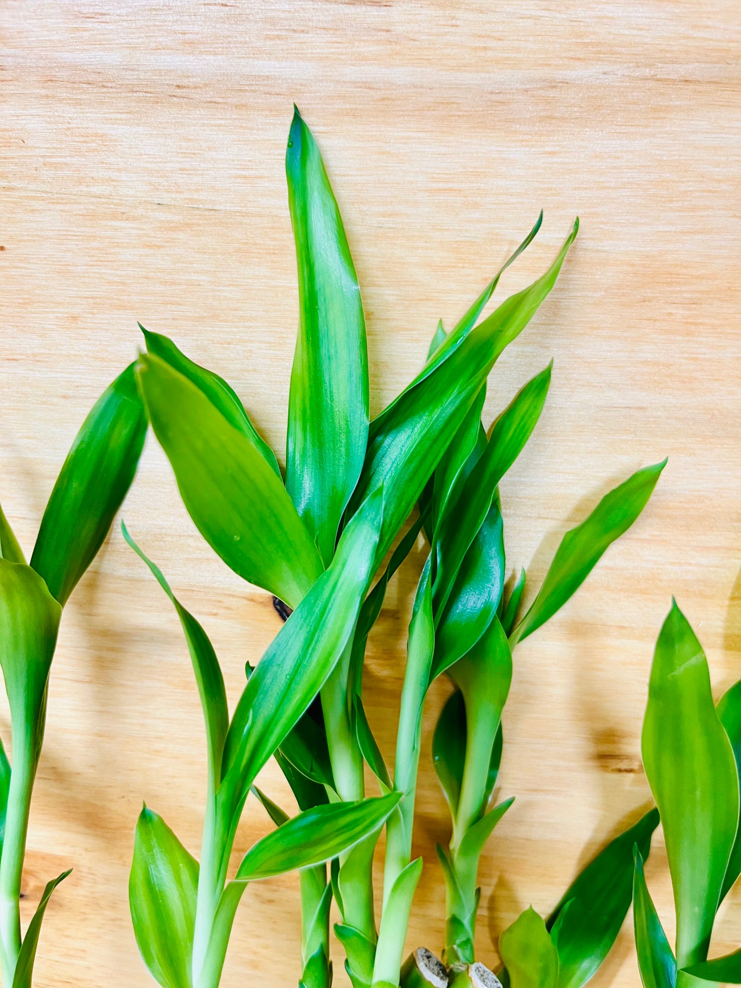 Live Lucky Bamboo Braided 12” Tall