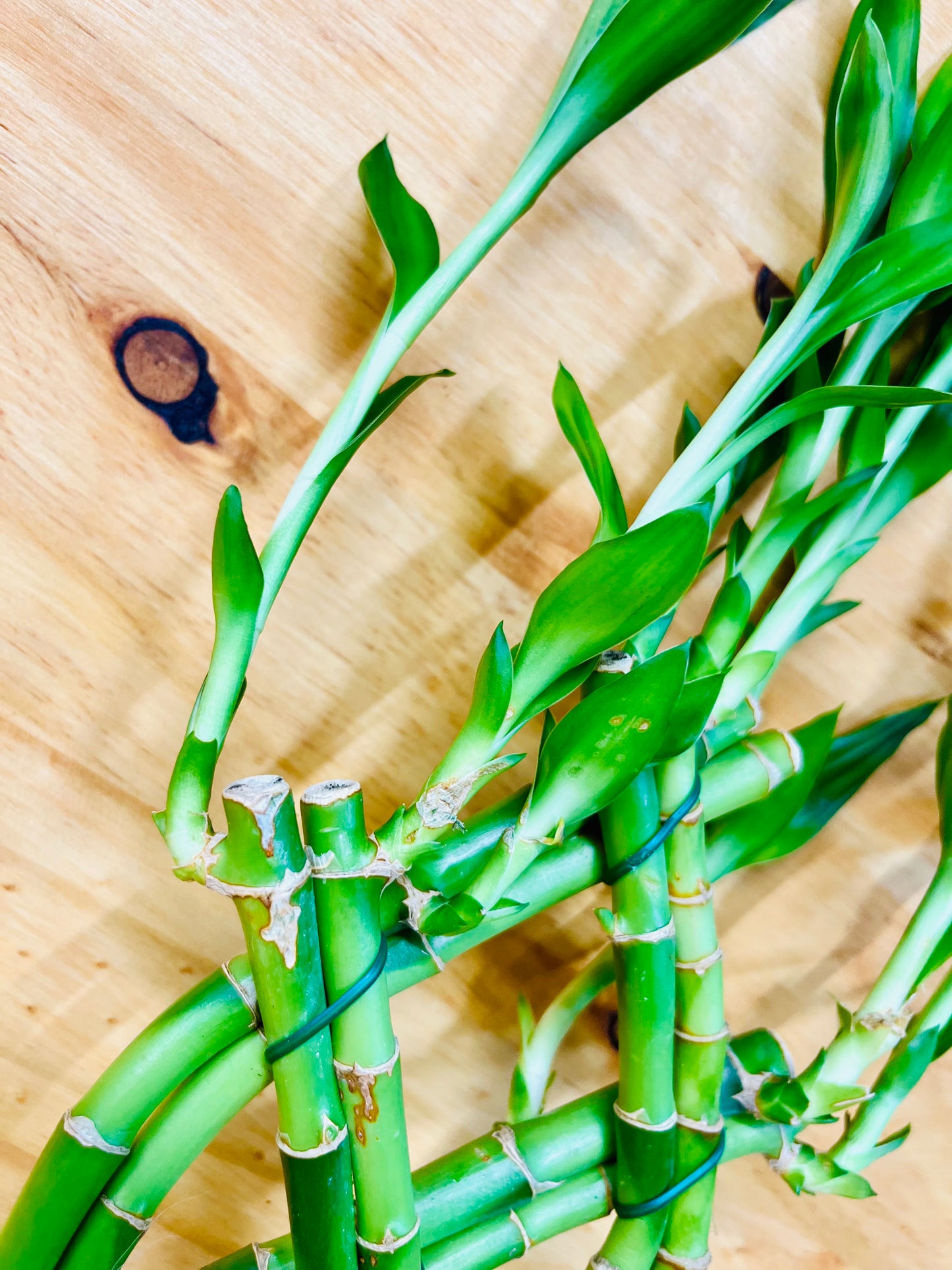 Live Lucky Bamboo Braided 12” Tall