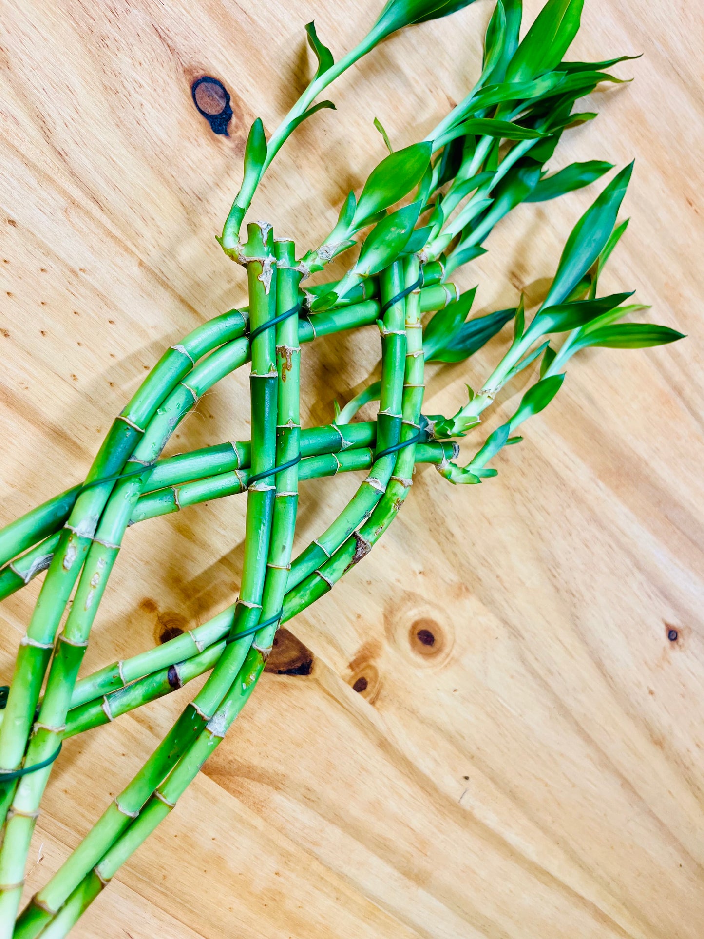 Live Lucky Bamboo Braided 12” Tall