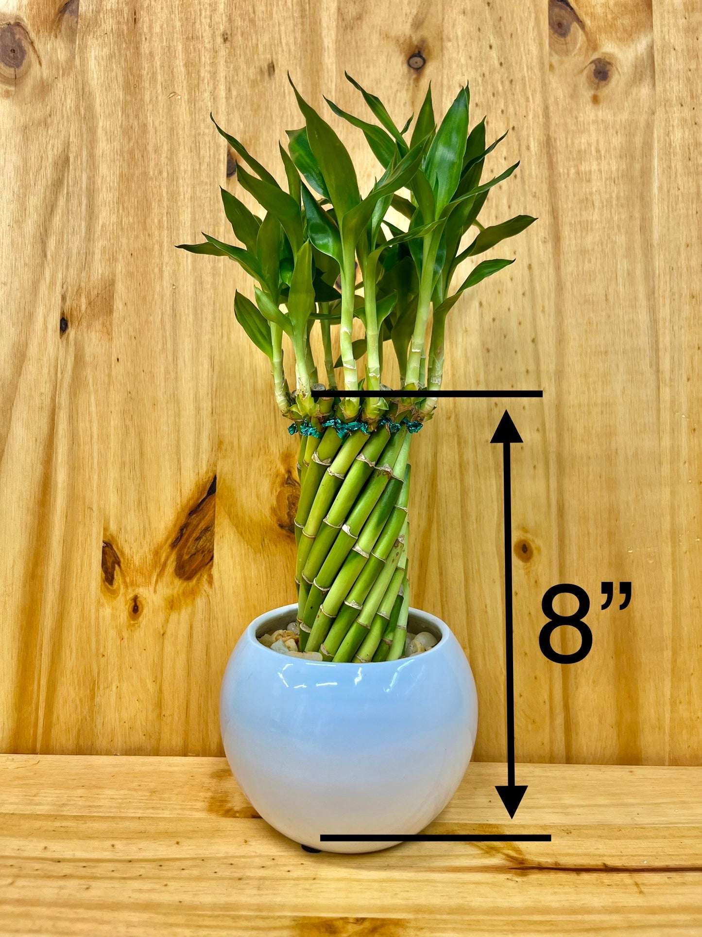 Live Lucky Bamboo Twisted Circle in White Ceramic Vase
