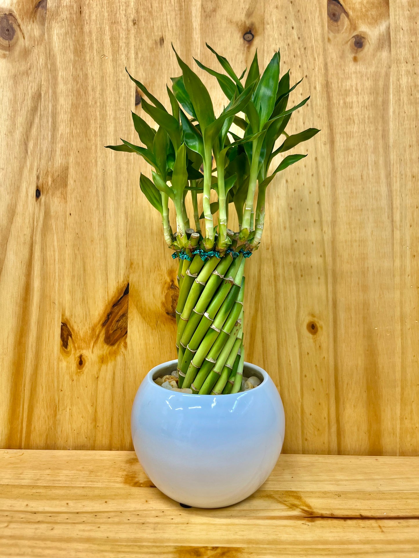 Live Lucky Bamboo Twisted Circle in White Ceramic Vase