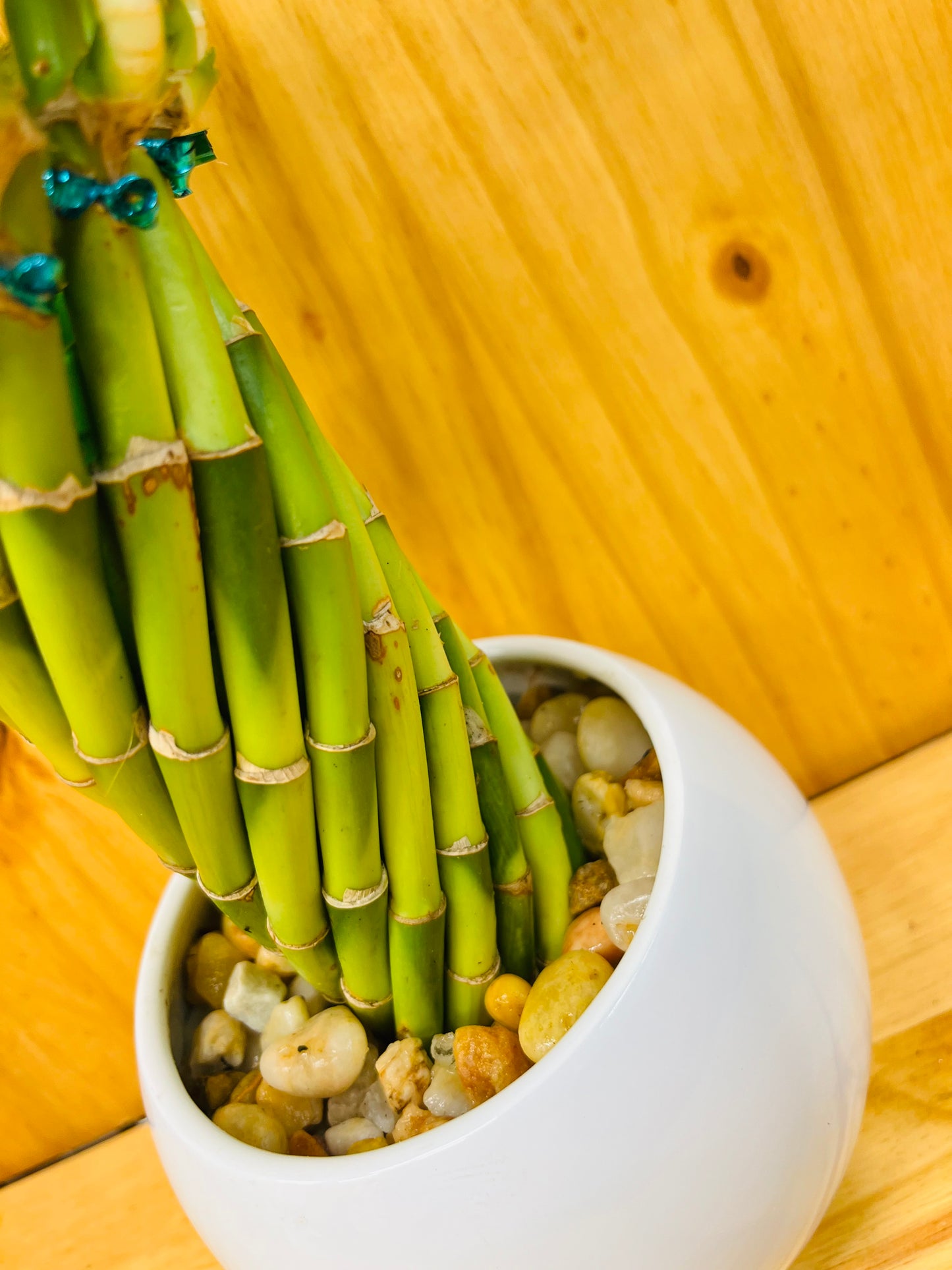 Live Lucky Bamboo Twisted Circle in White Ceramic Vase