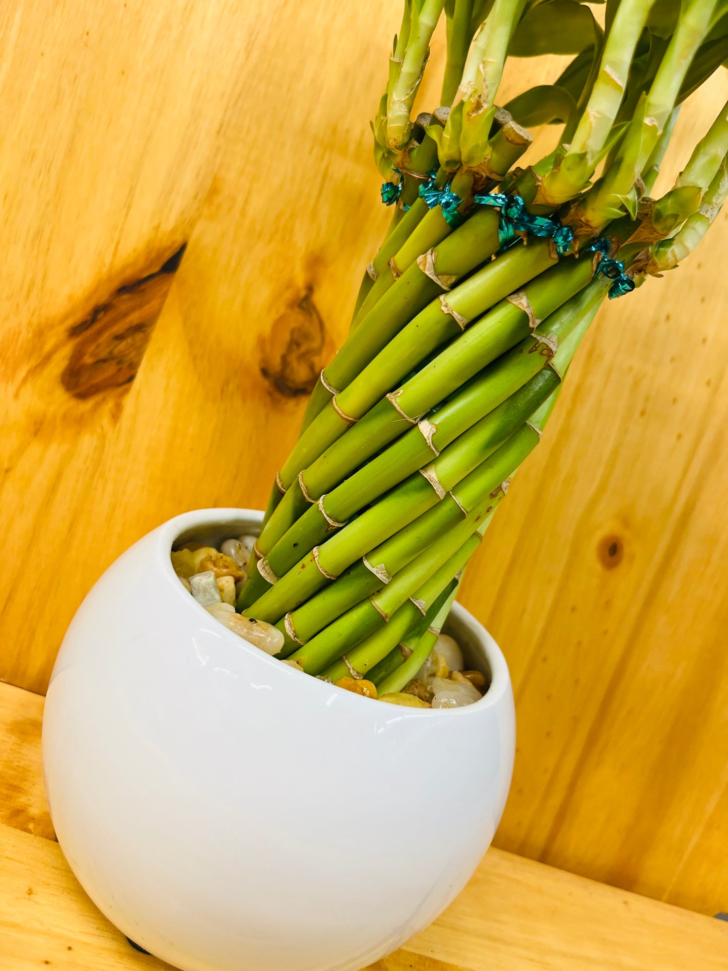 Live Lucky Bamboo Twisted Circle in White Ceramic Vase