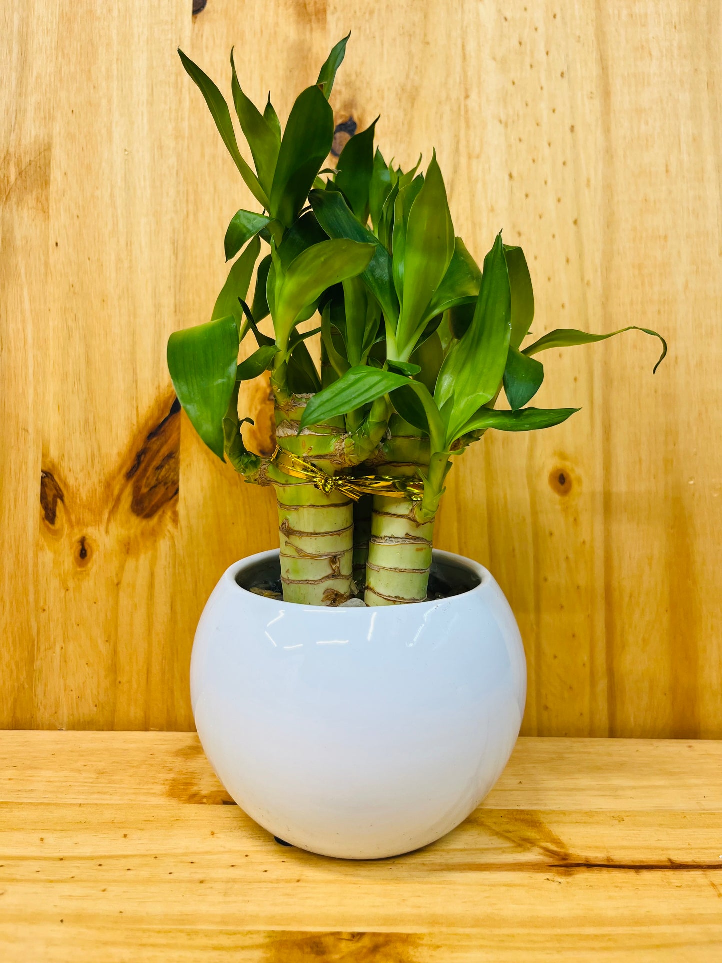 A potted Lucky Lotus Bamboo plant with green bamboo stems emerging from a white round ceramic vase, placed against a wooden background.
