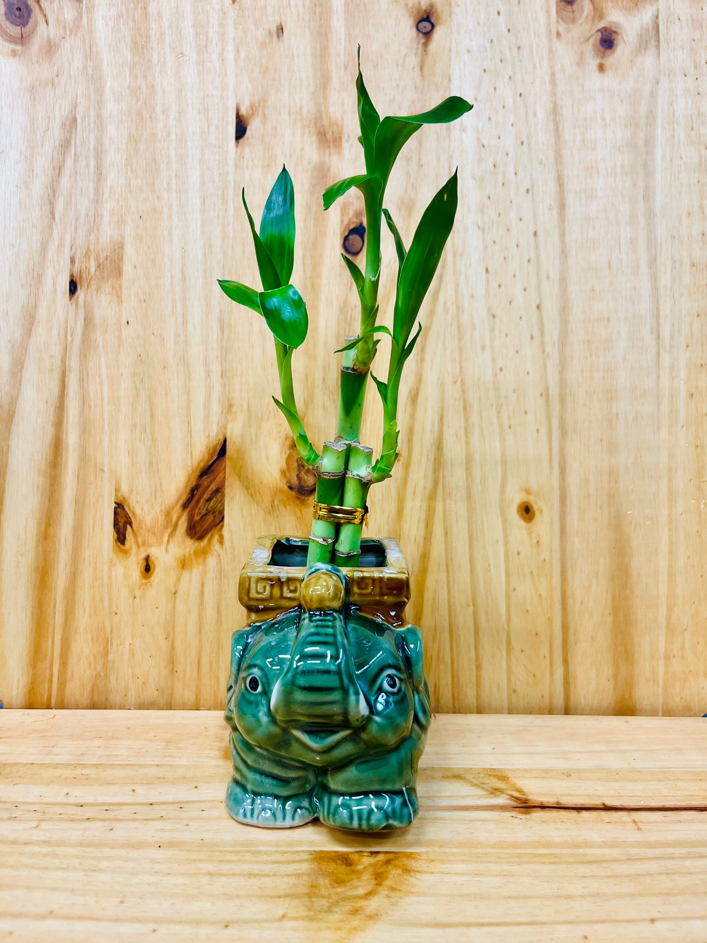 Lucky Lotus Bamboo Elephant Square en jarrón de cerámica incluye rocas de río