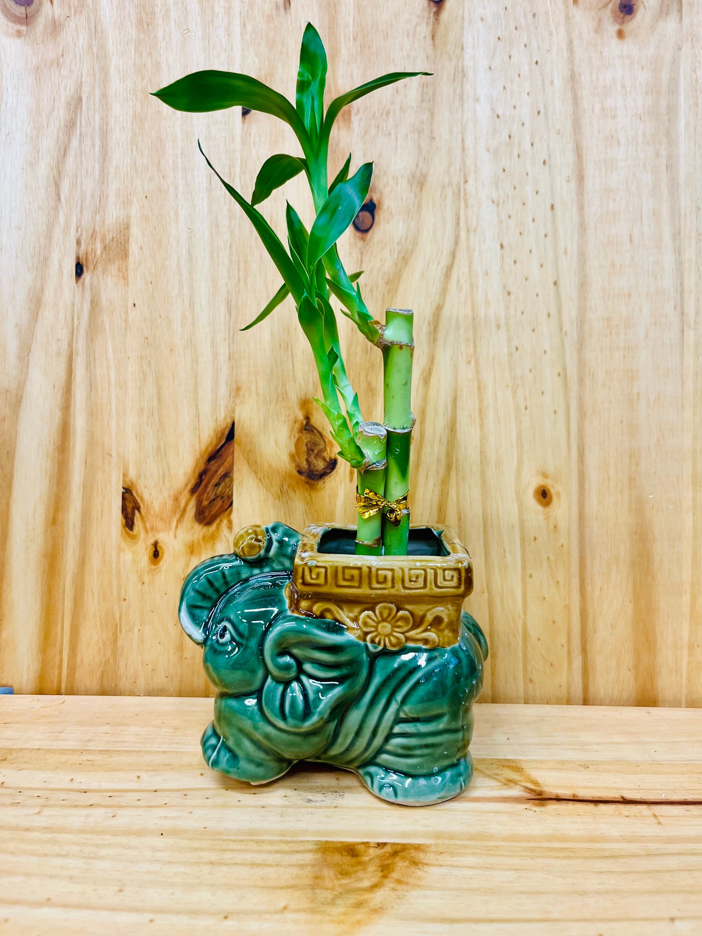 Lucky Lotus Bamboo Elephant Square en jarrón de cerámica incluye rocas de río