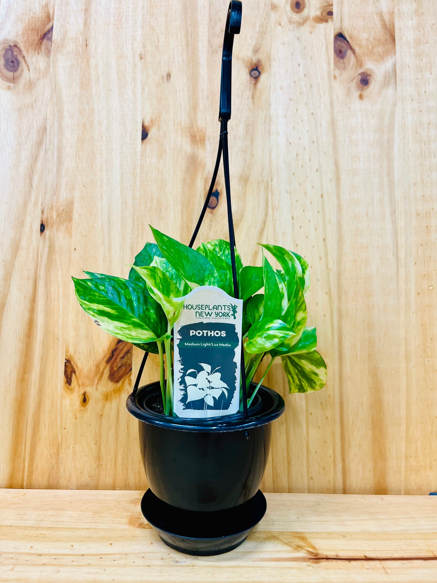 Cesta colgante Golden Pothos de 8"