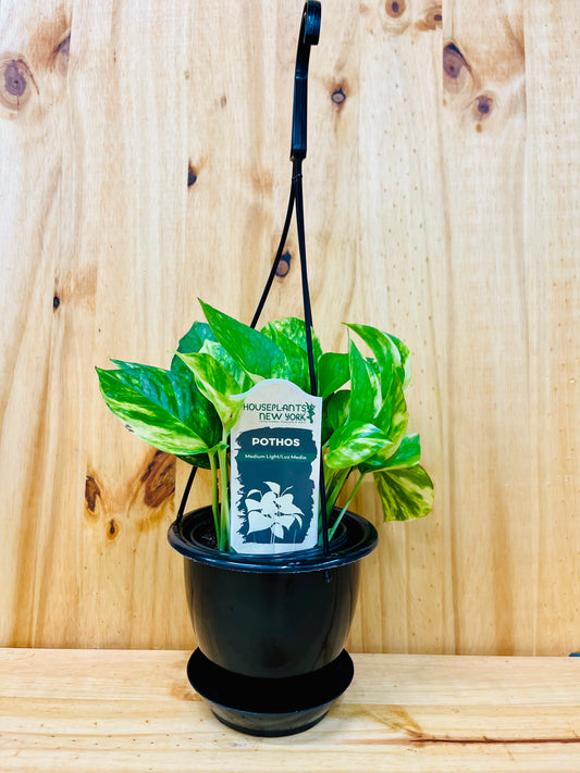 Cesta colgante Golden Pothos de 8"