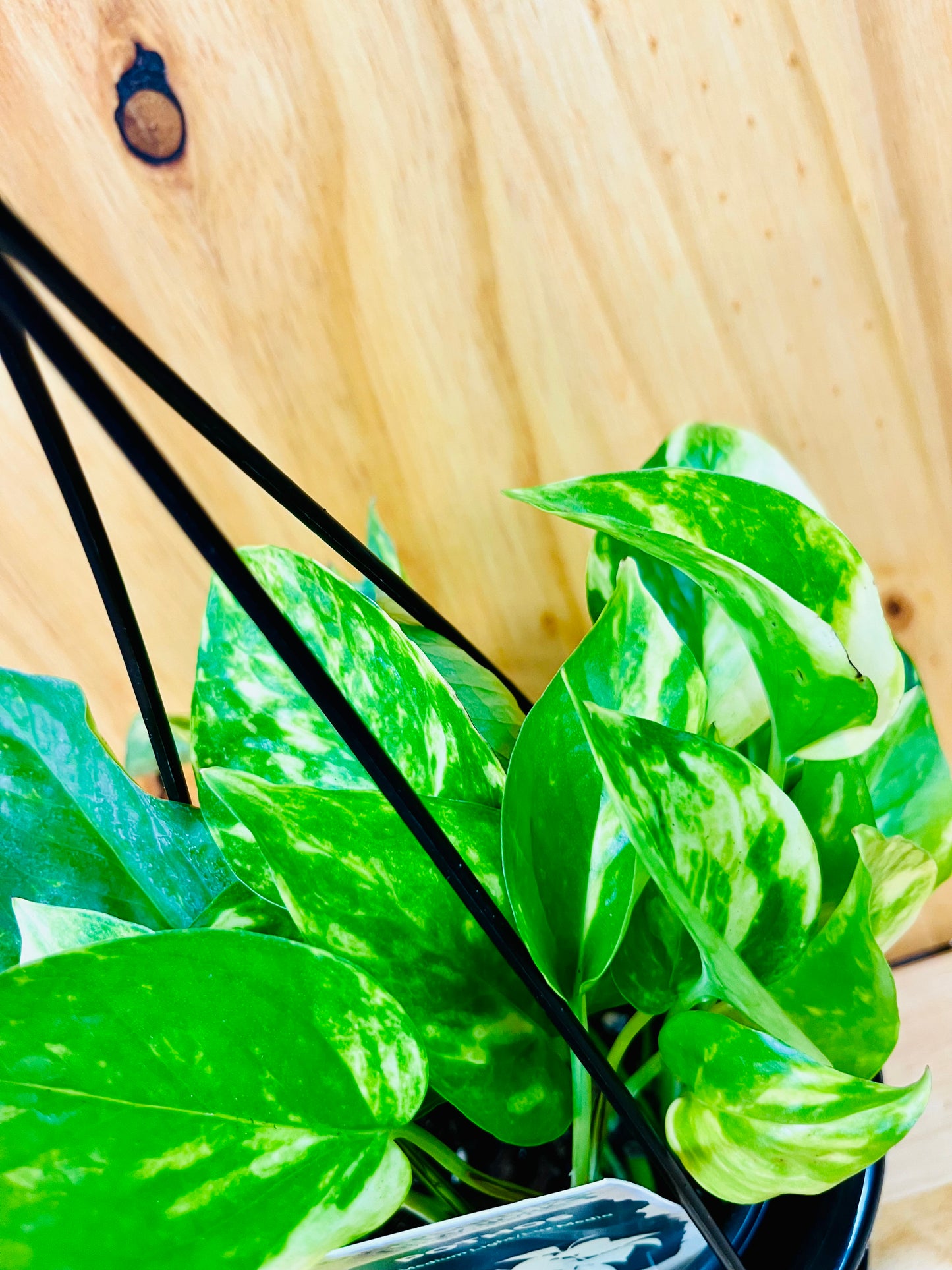 Cesta colgante Golden Pothos de 8"
