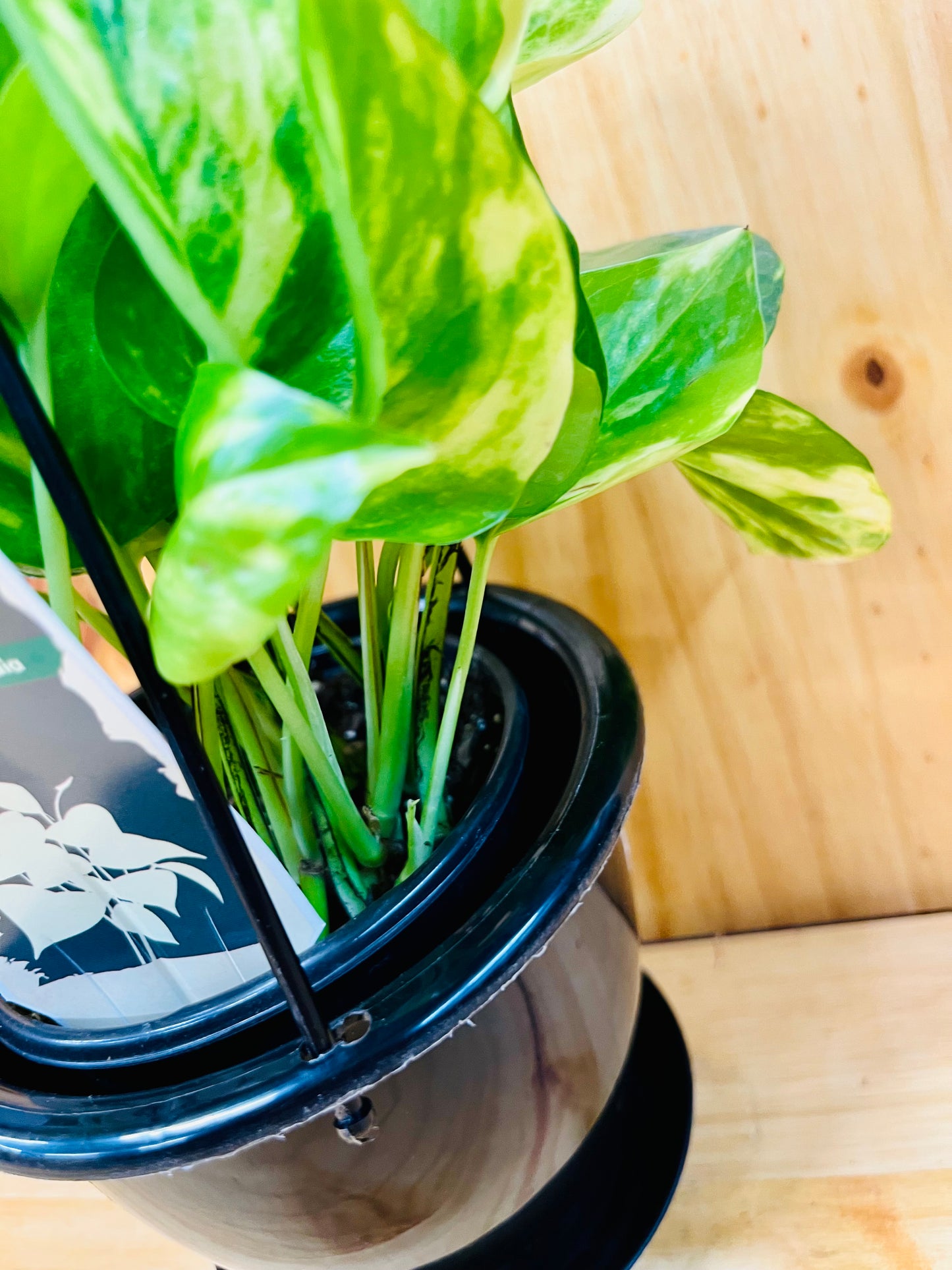 Cesta colgante Golden Pothos de 8"