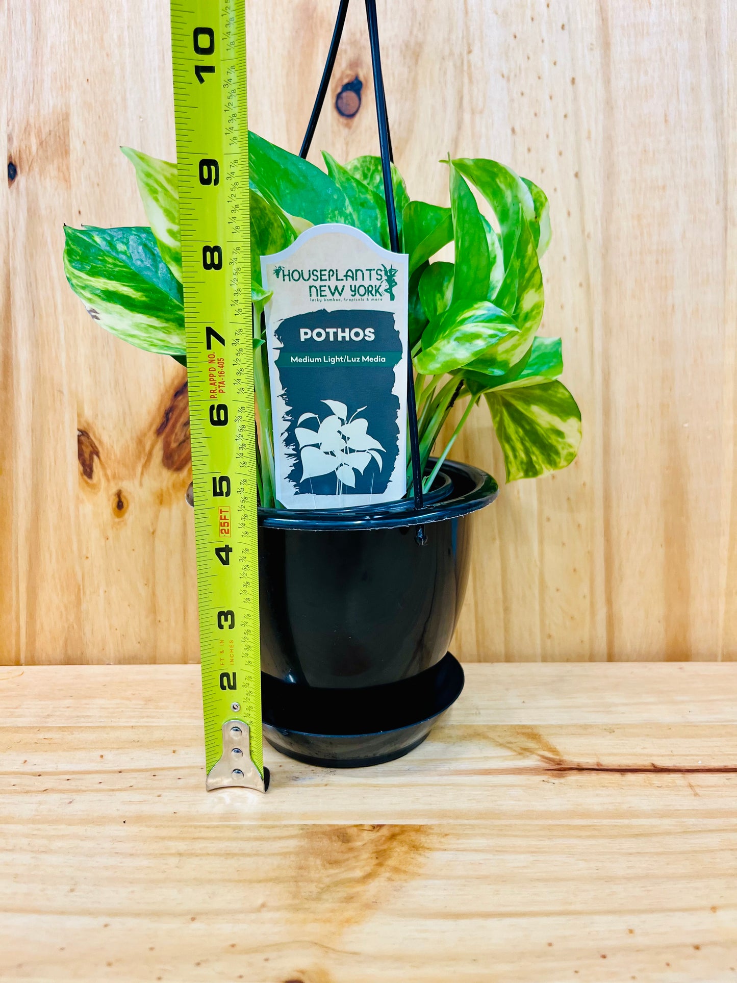 Cesta colgante Golden Pothos de 8"