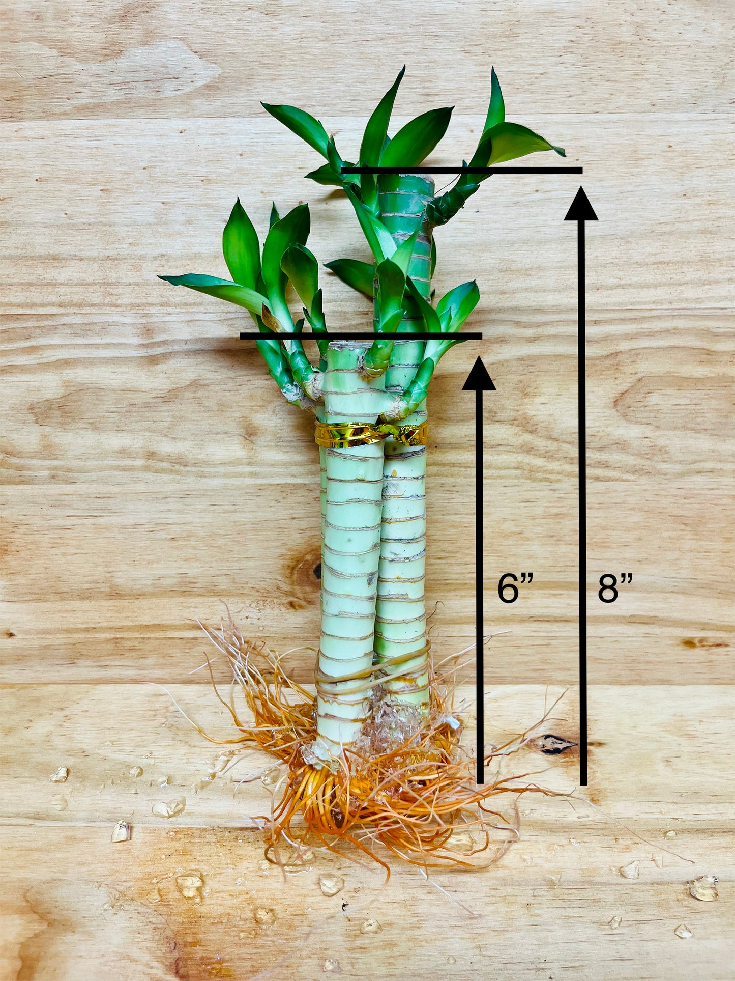 Lotus Lucky Bamboo Arrangements