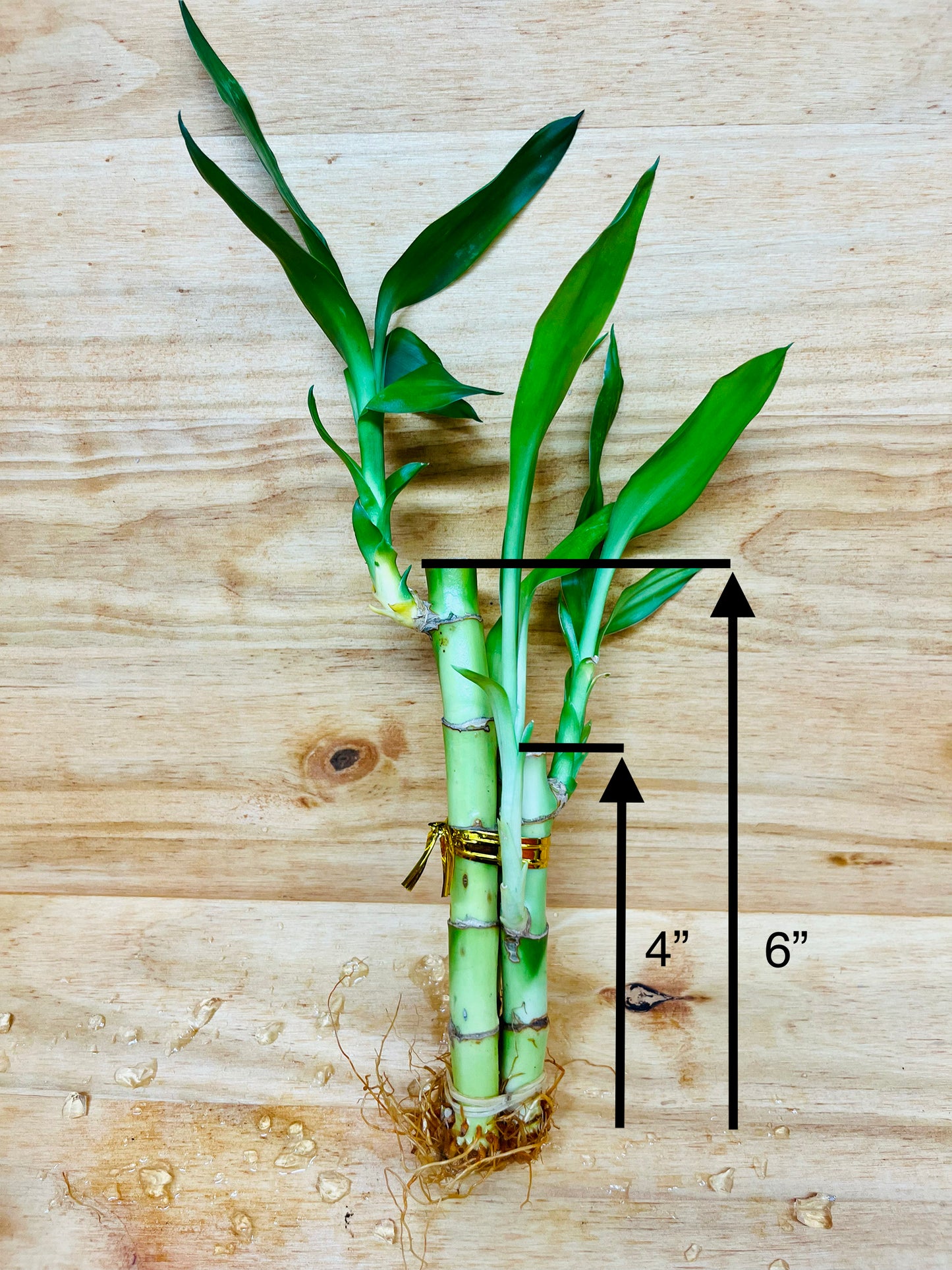 Lucky Bamboo Arrangements 3 Stem 4”4”6”