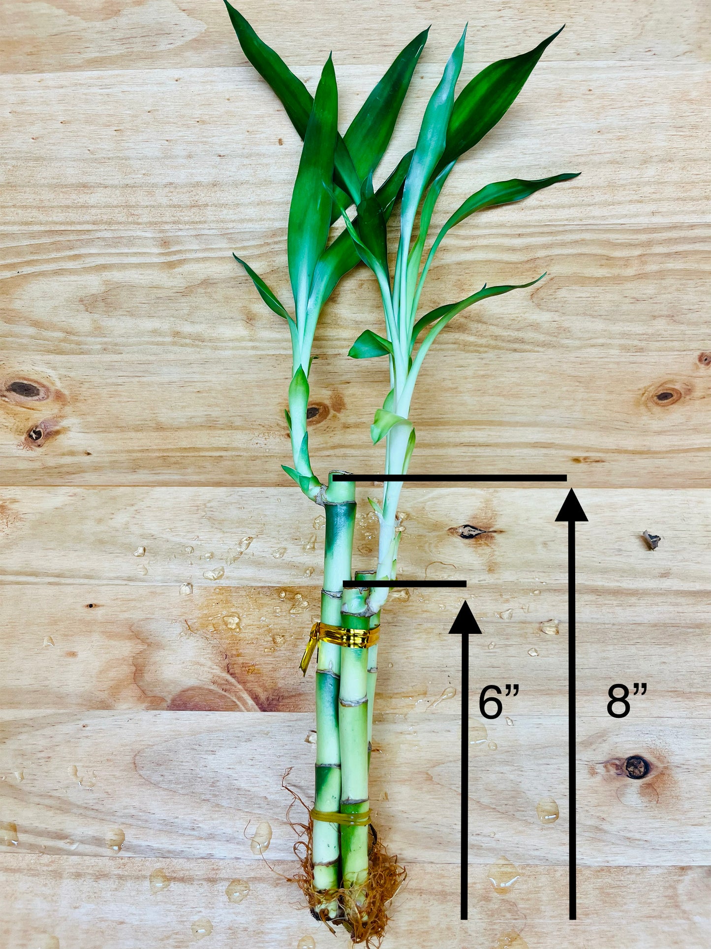 Lucky Bamboo Arrangements 3 Stem 6”6”8”