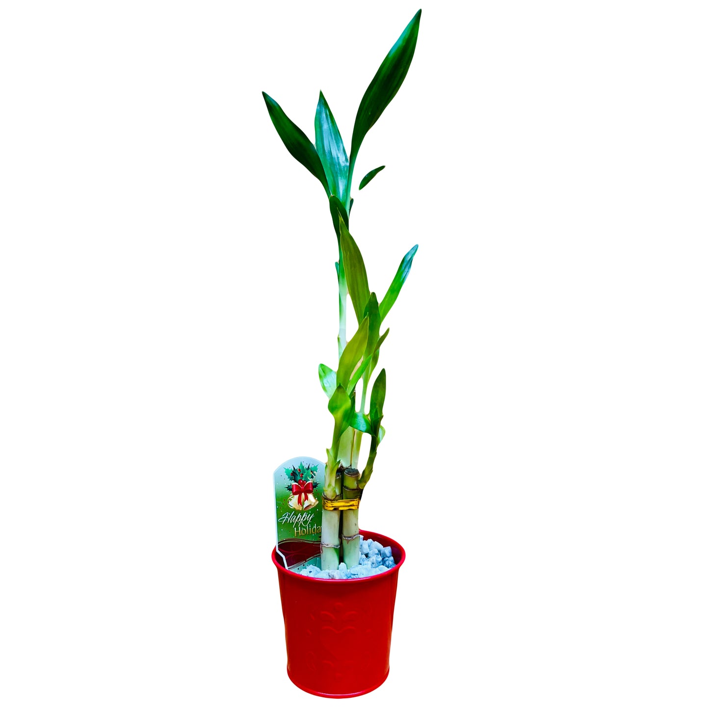 Maceta festiva de metal rojo Lucky Bamboo de 6”6”8” con diseño de corazón que incluye chips de roca de mármol