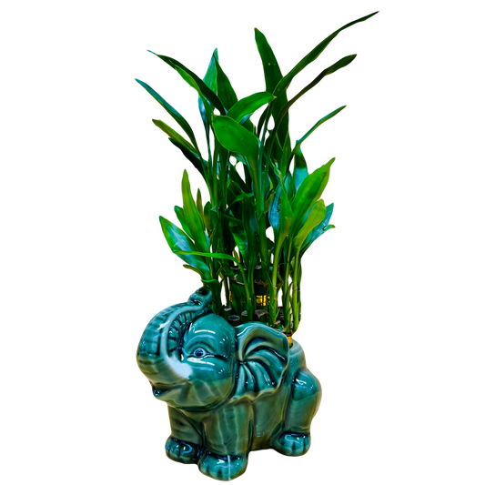 Live Lucky Bamboo Two Tier Plant in Elephant Ceramic Vase