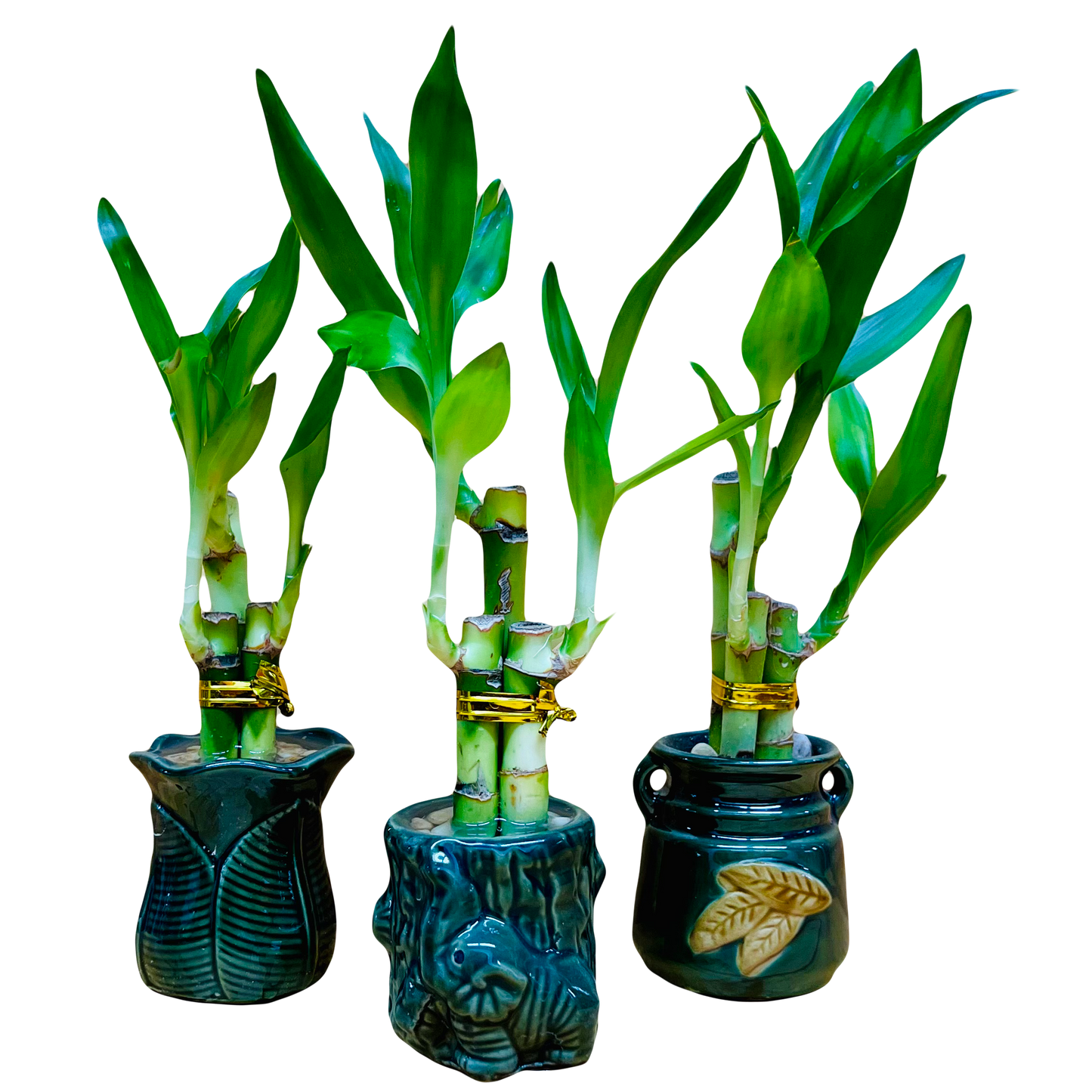Paquete de 3 jarrones de cerámica Live Lucky Bamboo de 4”4”6”