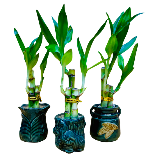 3 Pack Live Lucky Bamboo 4”4”6” Collection in Ceramic Vases