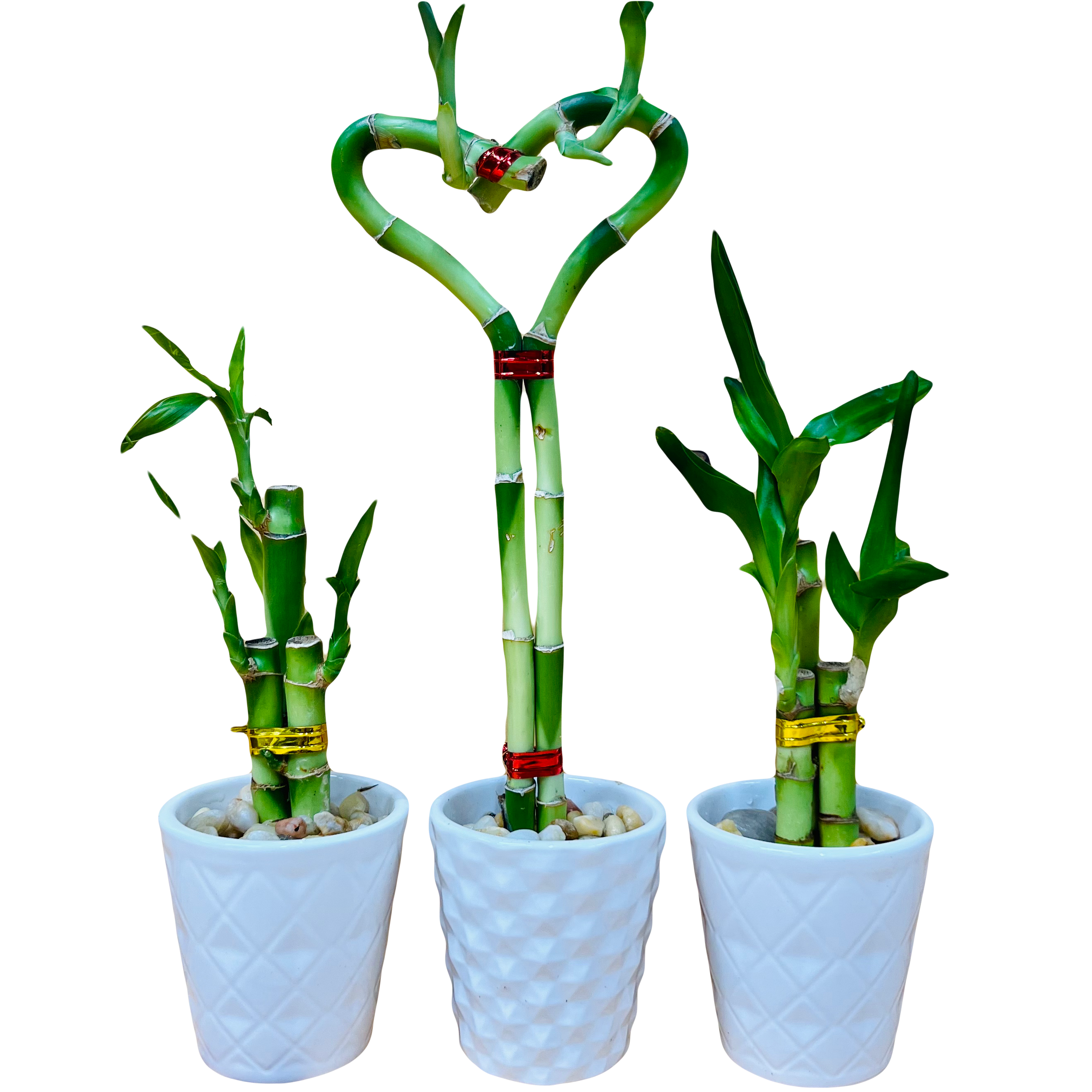 tall vase for lucky bamboo 3 Pack Live Lucky Bamboo Heart Shape in Ceramic Vases