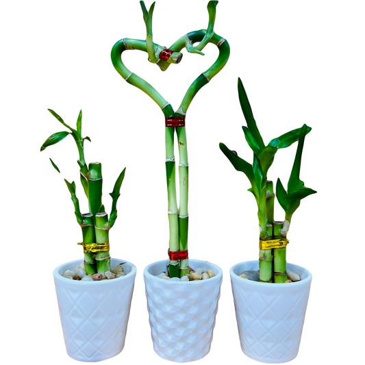 3 Pack Live Lucky Bamboo Heart Shape in Ceramic Vases