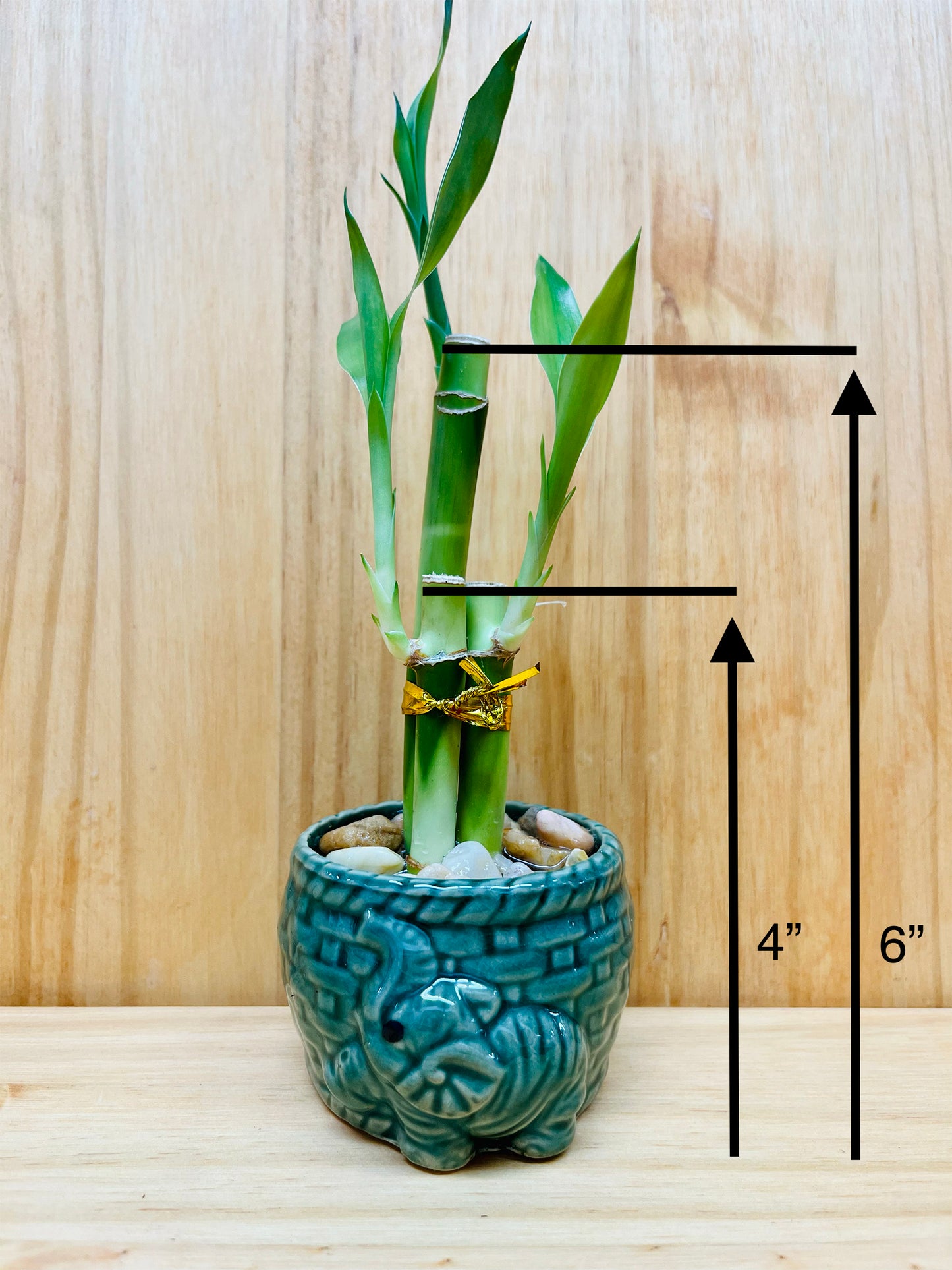 Lucky Bamboo 4”4”6” en jarrón de cerámica
