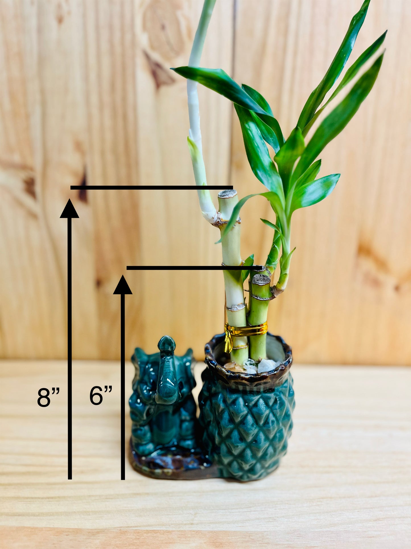 Lucky Bamboo en jarrón de cerámica con forma de elefante y piña, 3 tallos, 6”6”8” Bambú