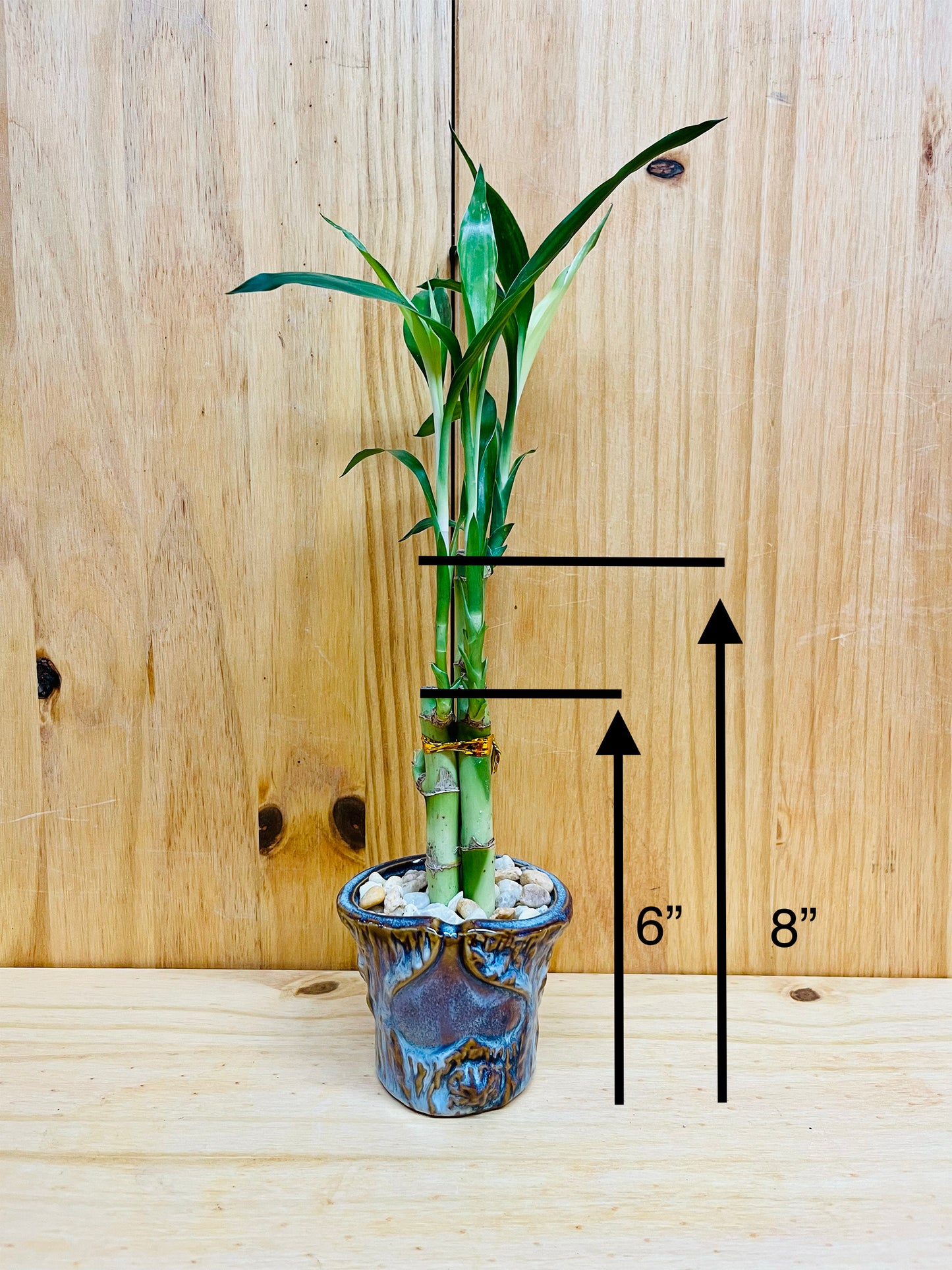 Lucky Bamboo 6”6”8” en jarrón de cerámica premium