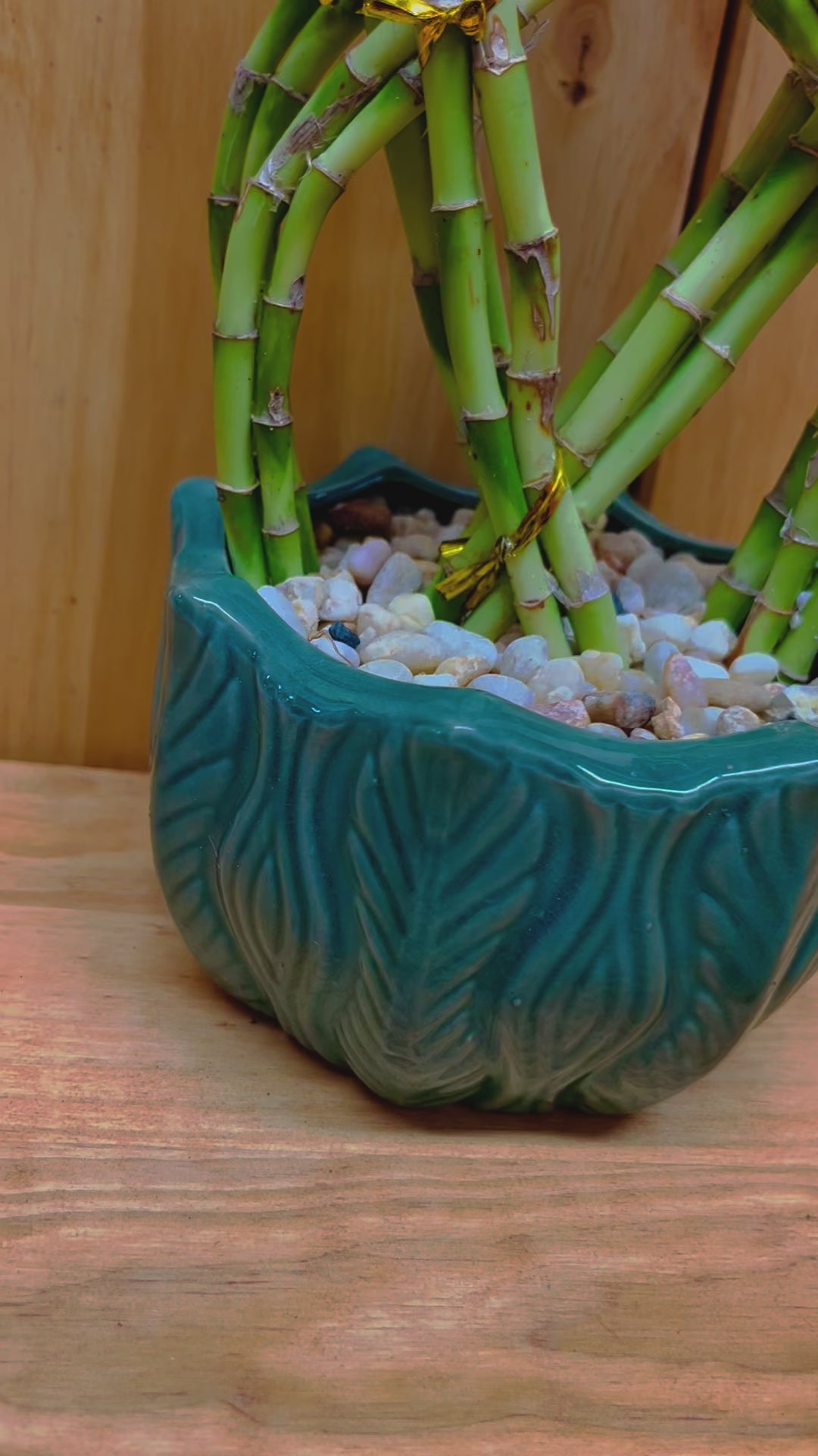 Braided Lucky Bamboo in Green Round Pot with River Pebbles