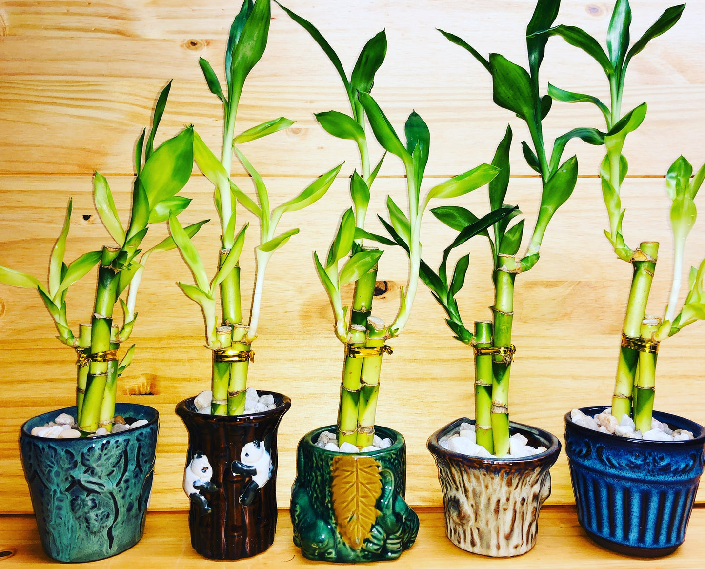 Lucky Bamboo 6”6”8” en jarrón de cerámica premium