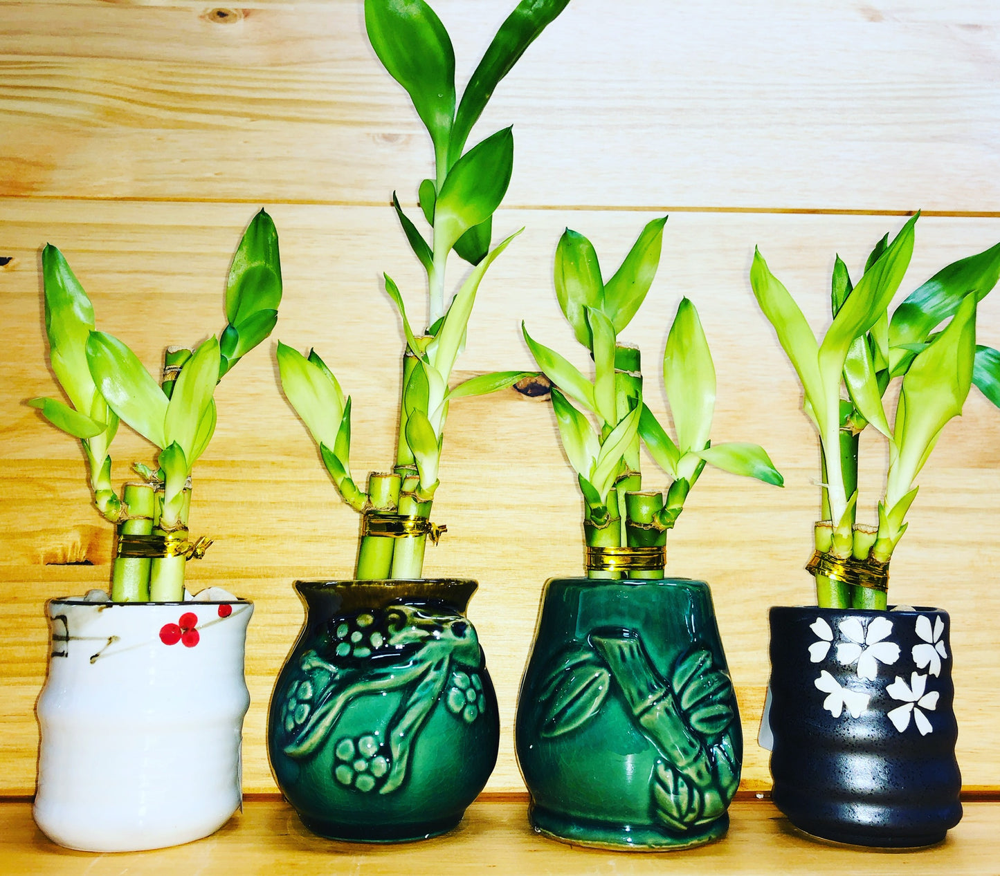 Lucky Bamboo 4”4”6” en jarrón de cerámica