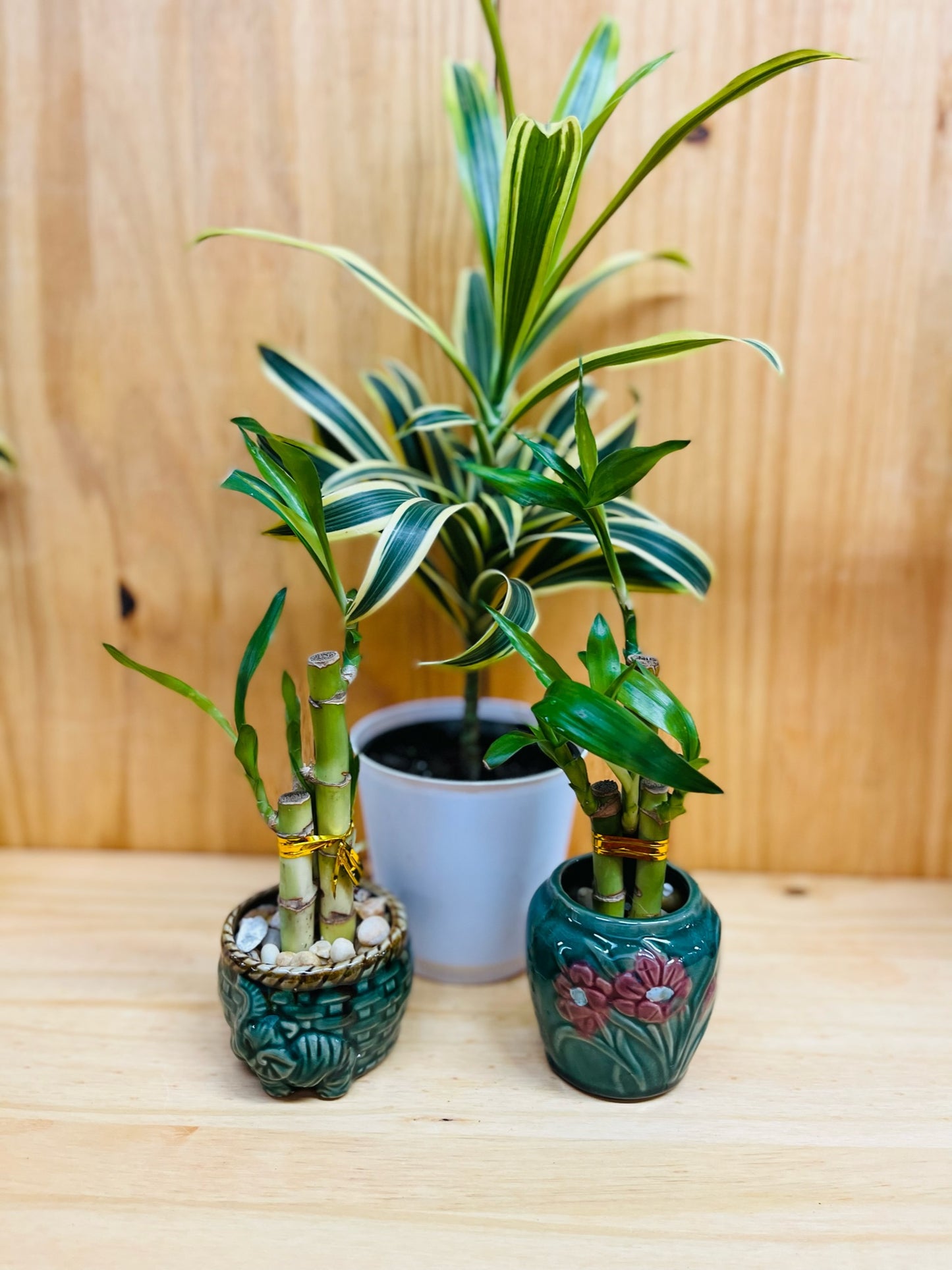 Lucky Bamboo 4”4”6” en jarrón de cerámica