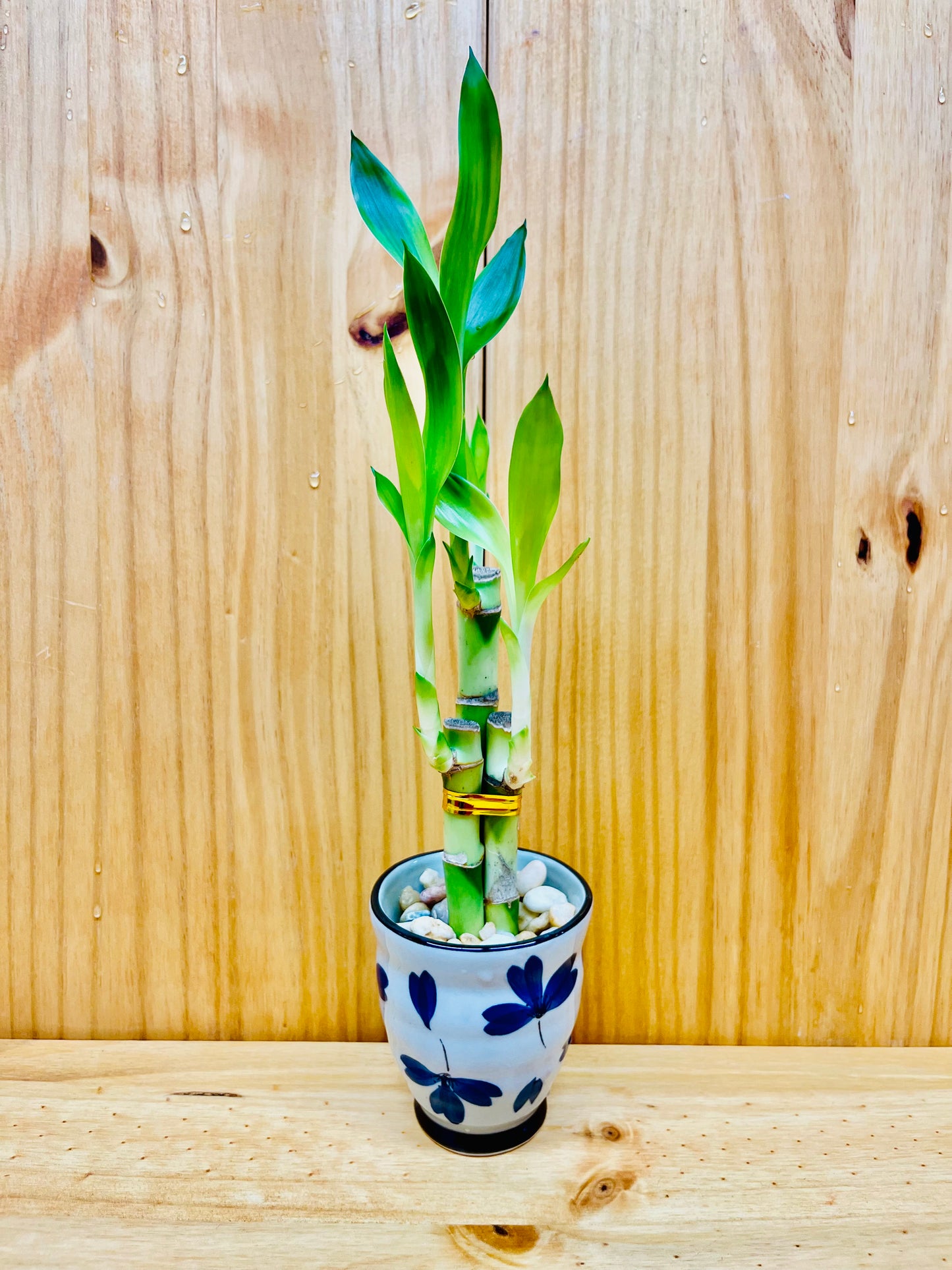 Lucky Bamboo 6”6”8” en jarrón de cerámica premium