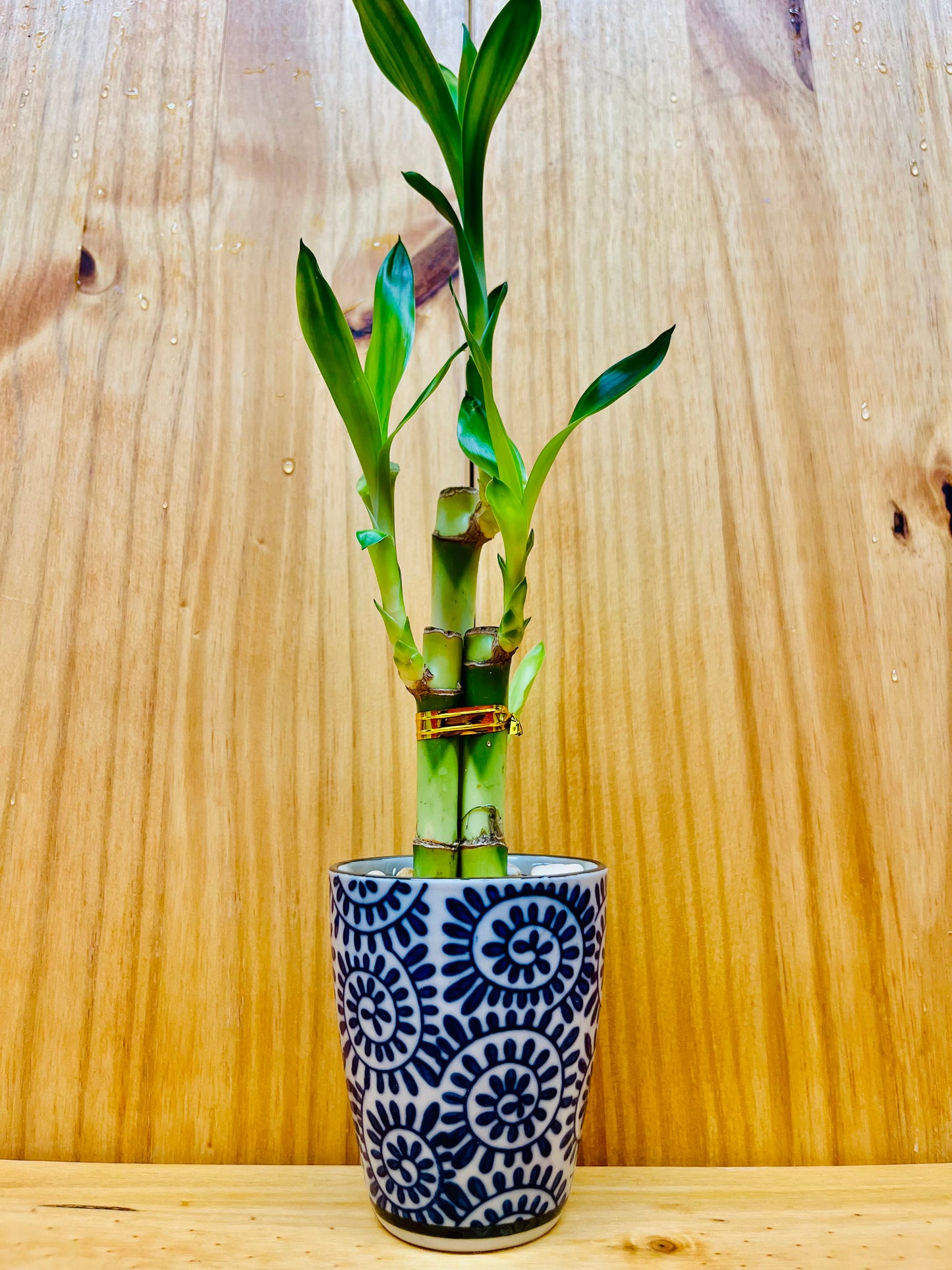 Lucky Bamboo 6”6”8” en jarrón de cerámica premium
