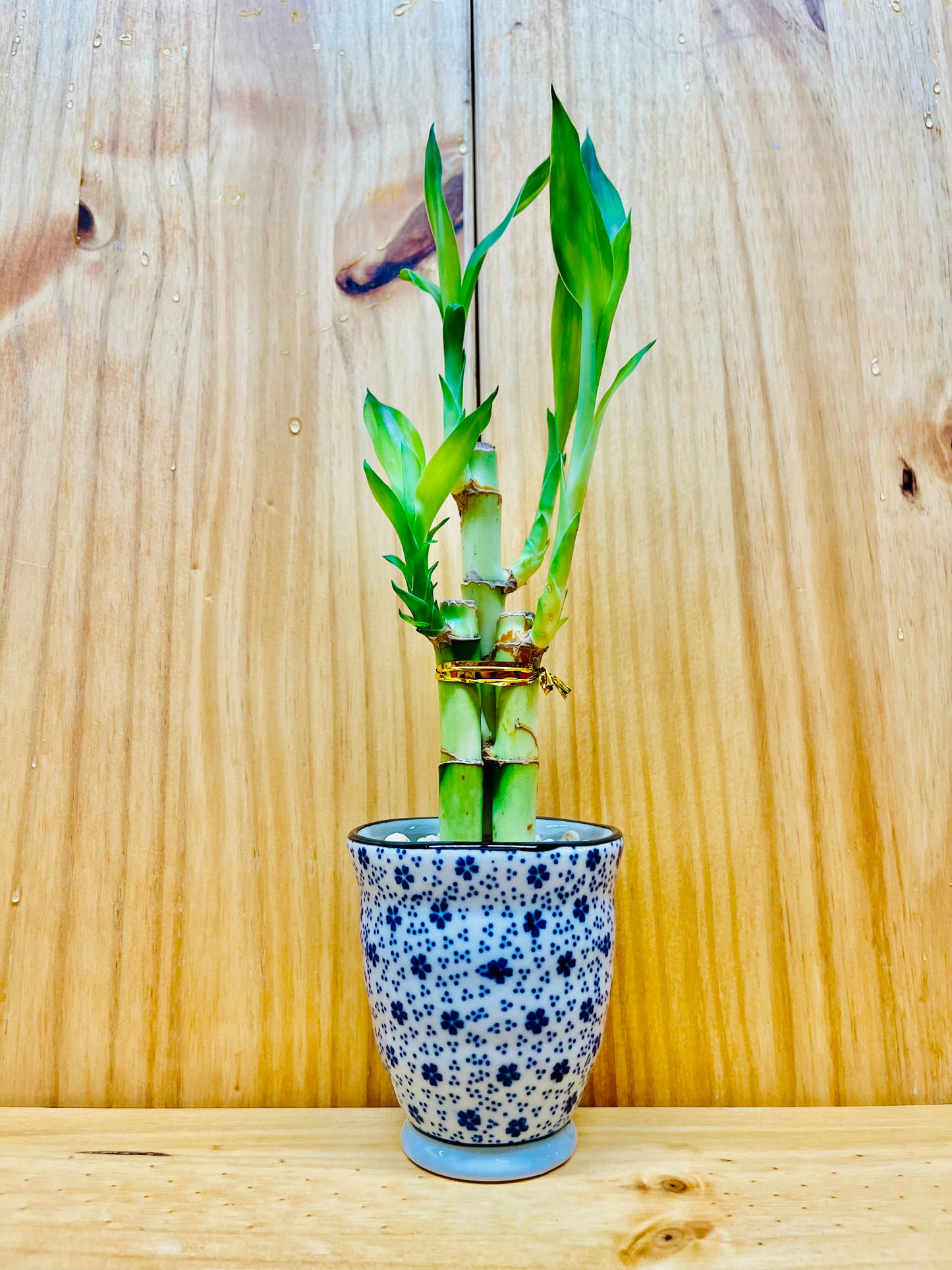 Lucky Bamboo 6”6”8” en jarrón de cerámica premium