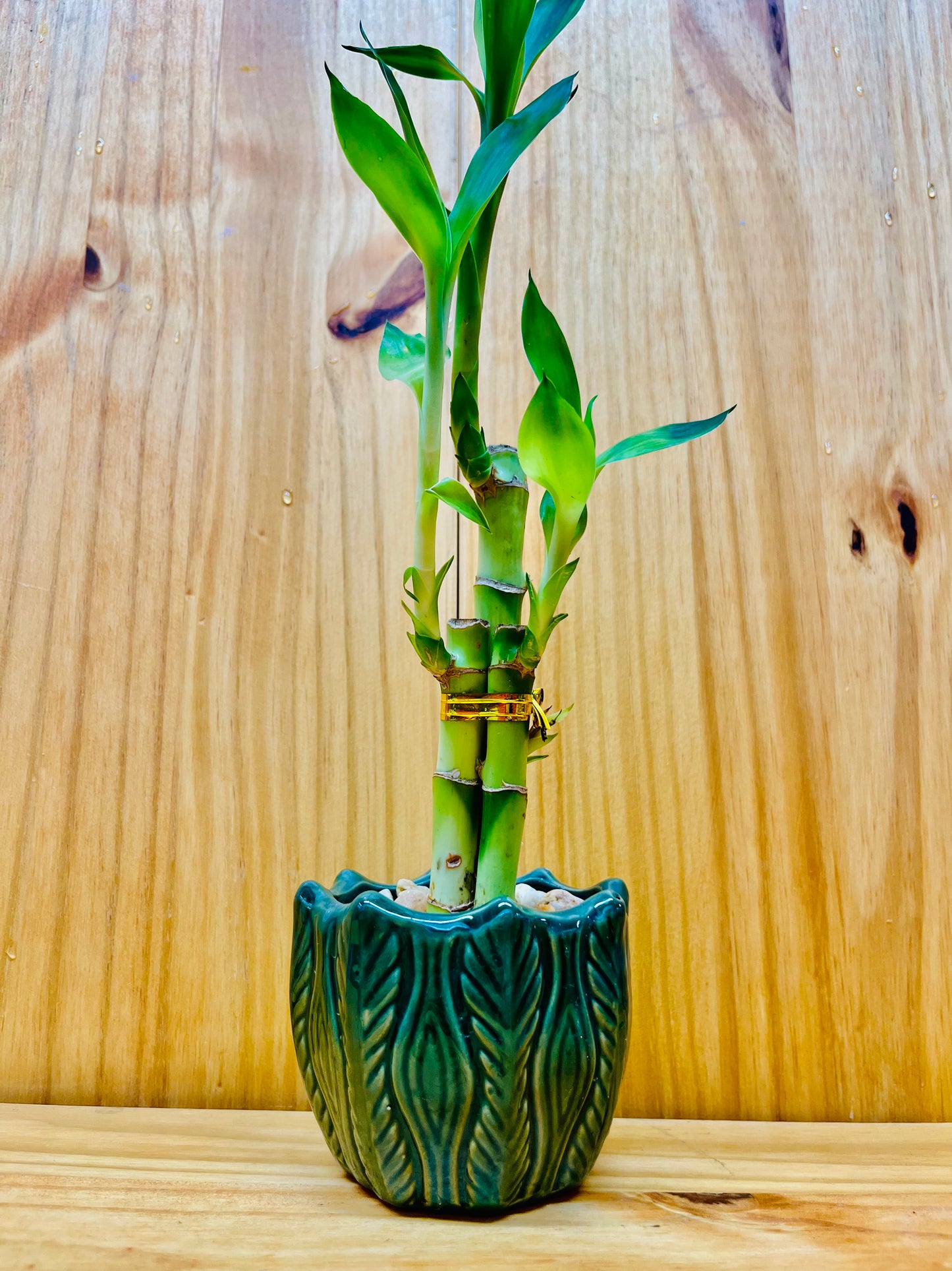 Lucky Bamboo 6”6”8” en jarrón de cerámica premium