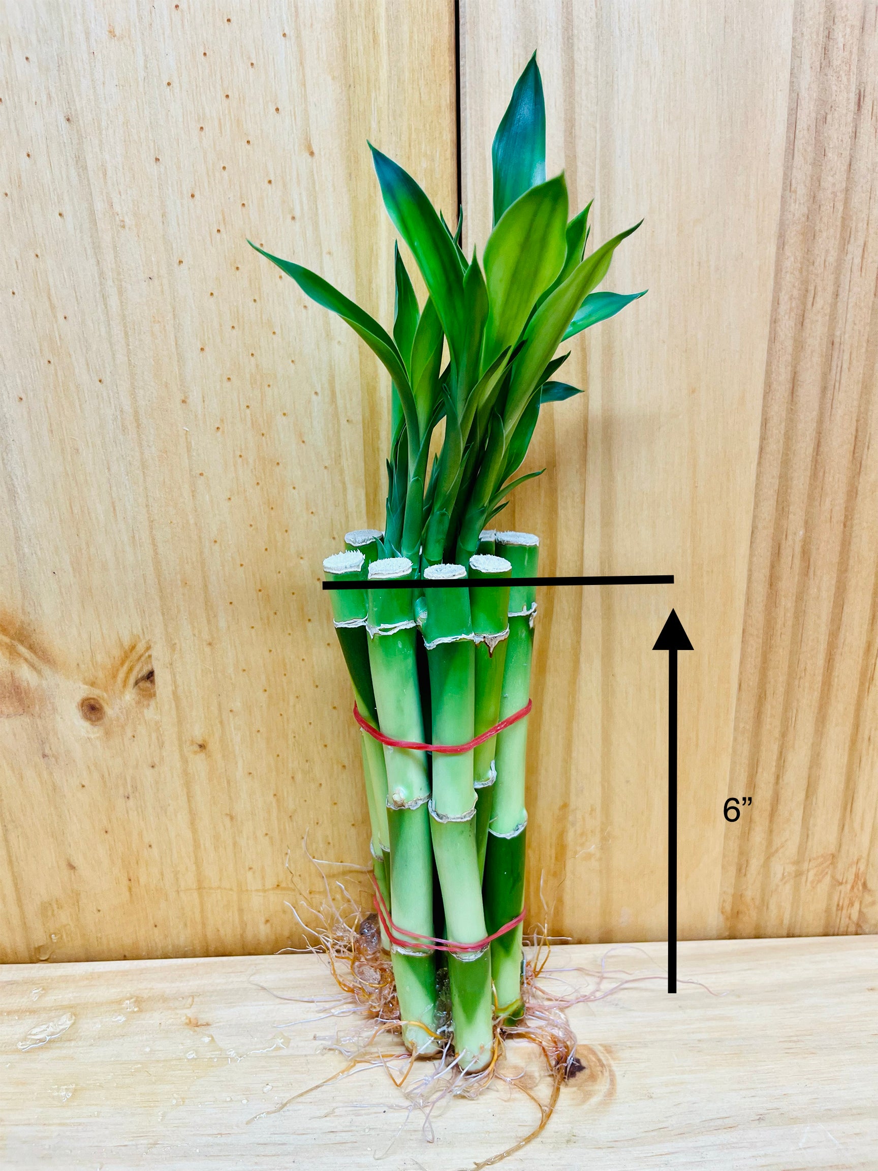 lucky bamboo plant maximum height Live Lucky Bamboo 6” Plants – Houseplants New York LLC