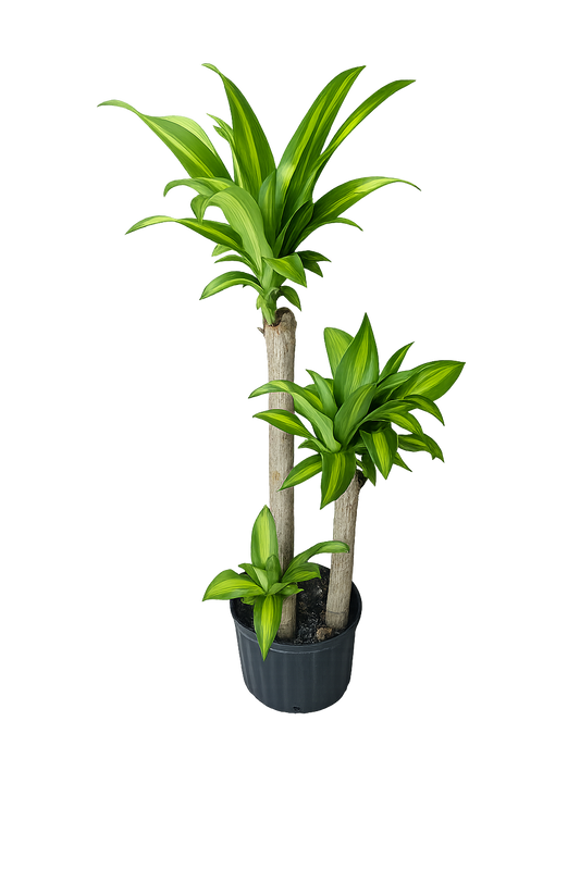 Dracaena Corn Plant – Triple Stalk