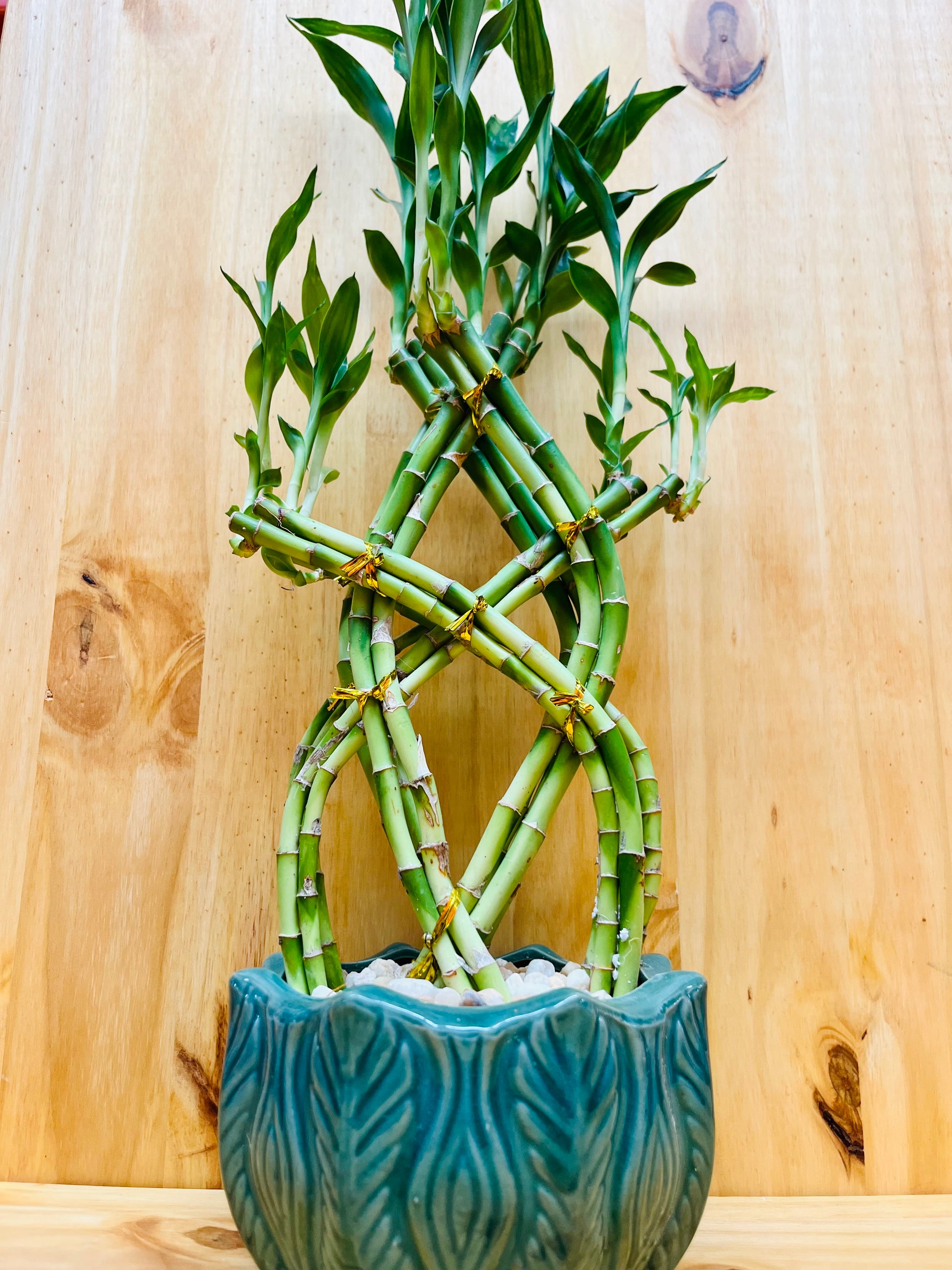 Live Braided Lucky Bamboo in Green Round Vase