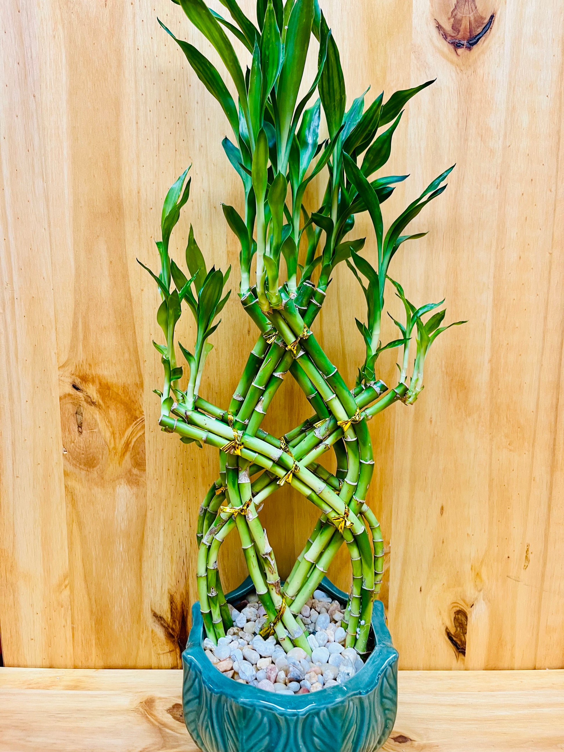 Live Braided Lucky Bamboo in Green Round Pot with River Pebbles