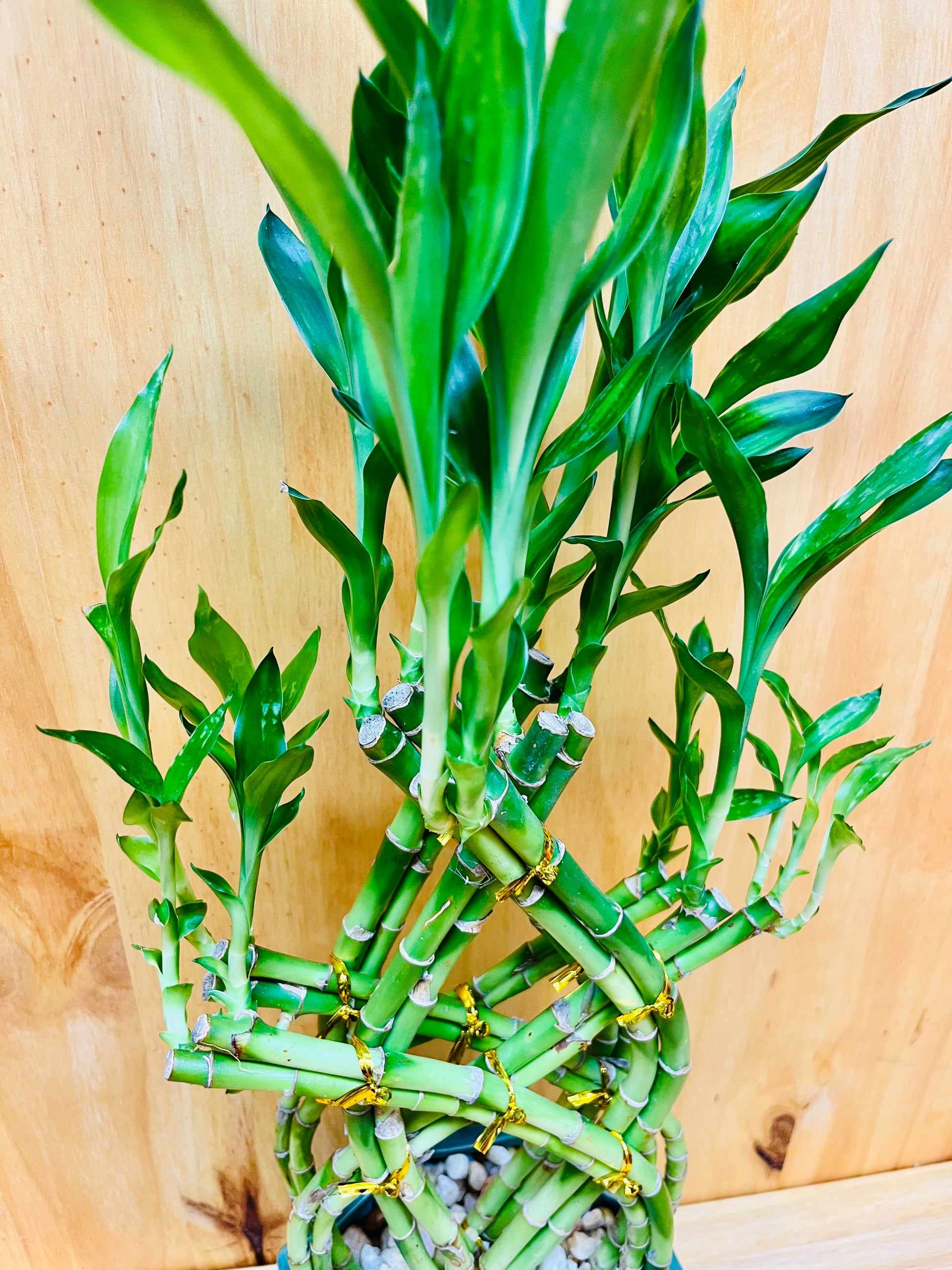 Live Braided Lucky Bamboo Easy care Houseplant