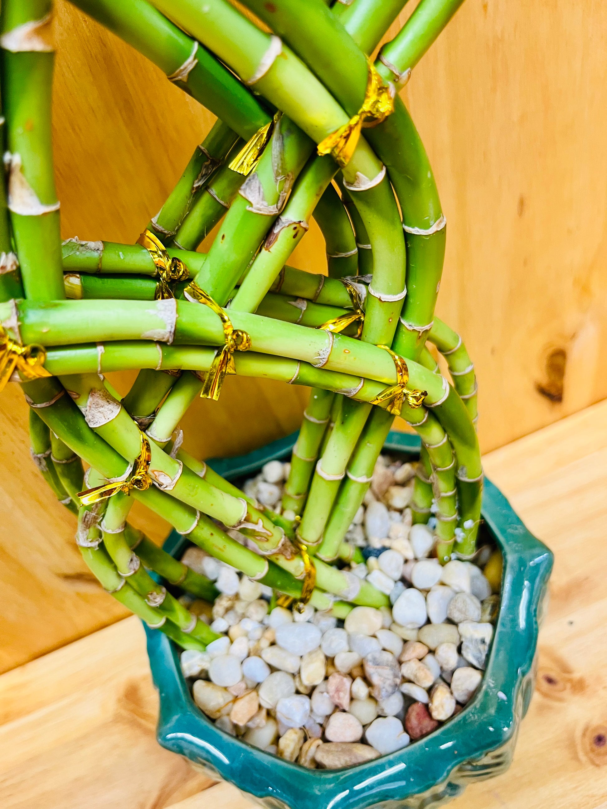Live Braided Lucky Bamboo In Green Vase
