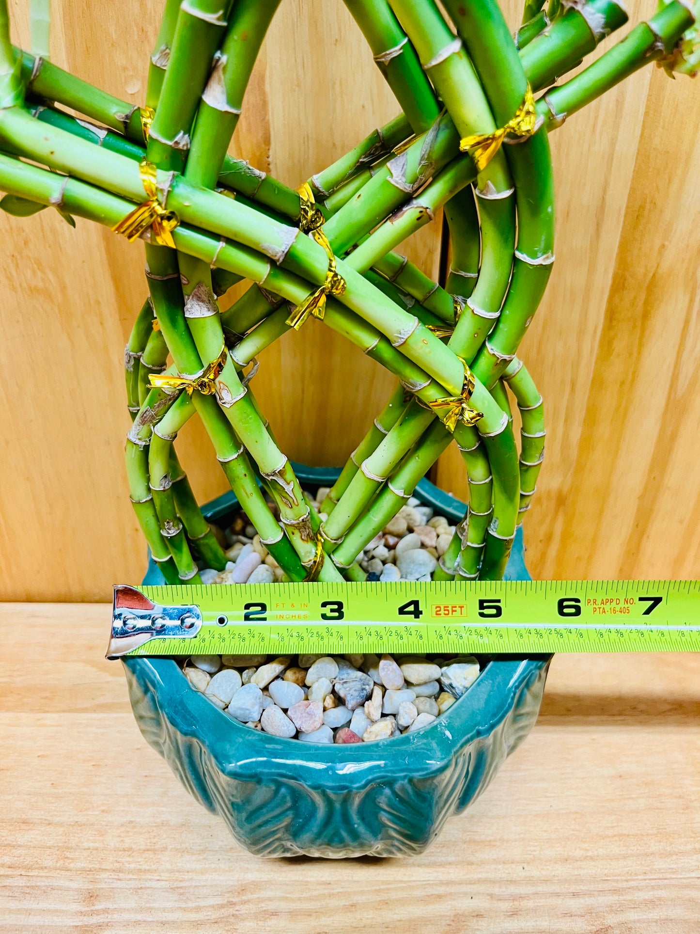 Braided Live Lucky Bamboo by Houseplants New York LLC