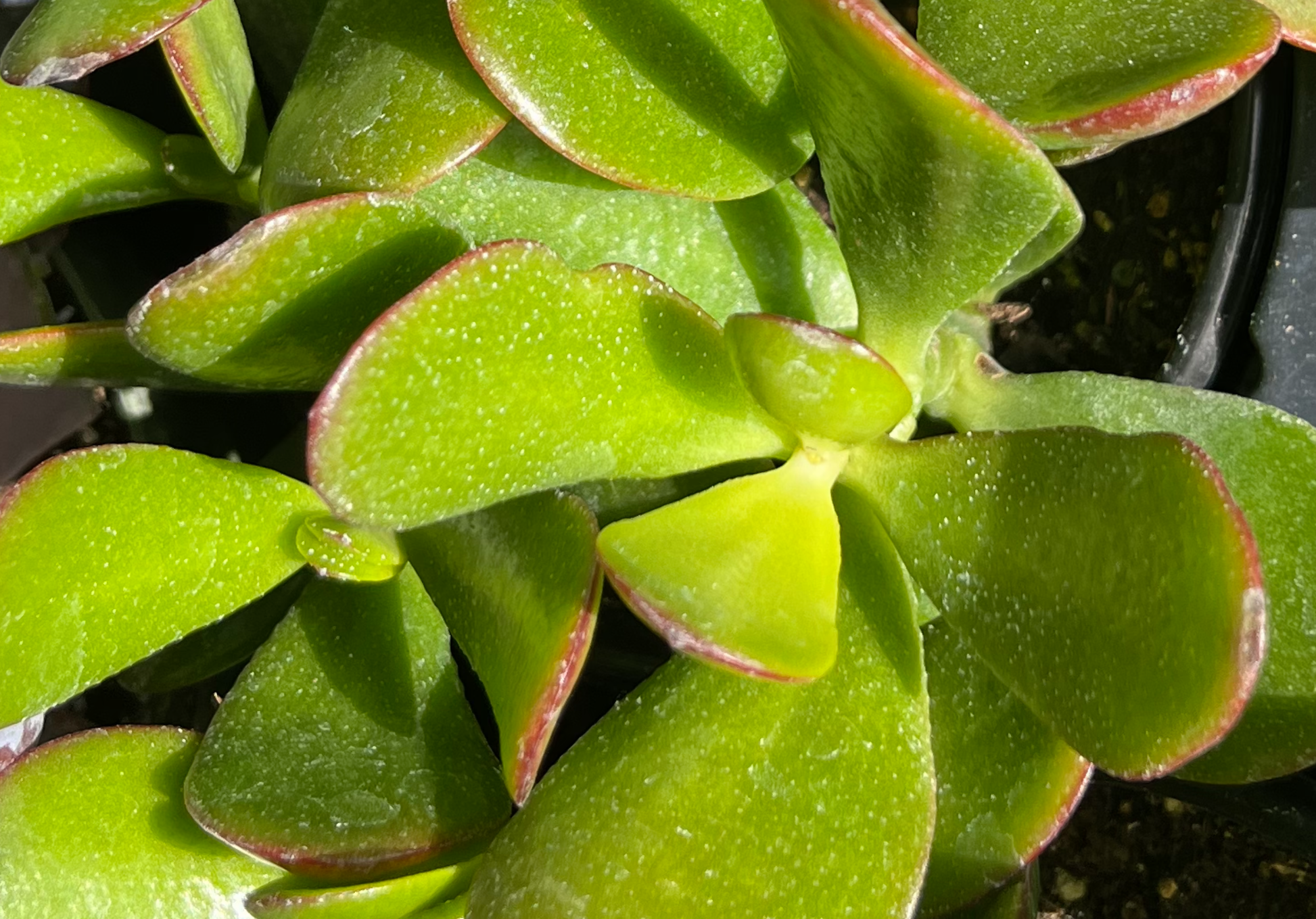 jade plant white dots 4” Houseplant Easy Care Starter Pack, Snake Plant, Jade & Song of India includes White Cover Pots – Houseplants New York LLC