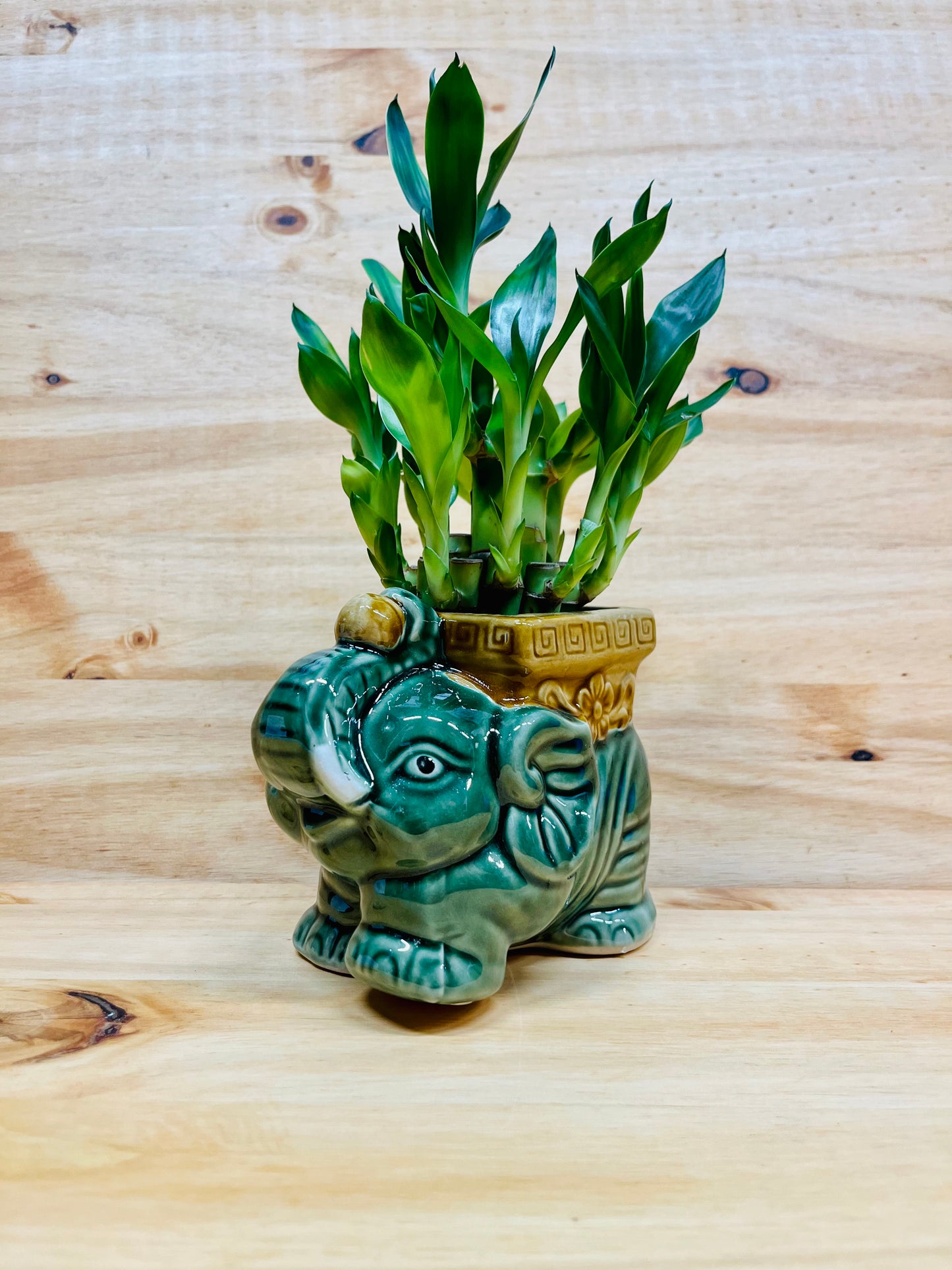 Live Lucky Bamboo Two Tier Plant in Elephant Ceramic Vase