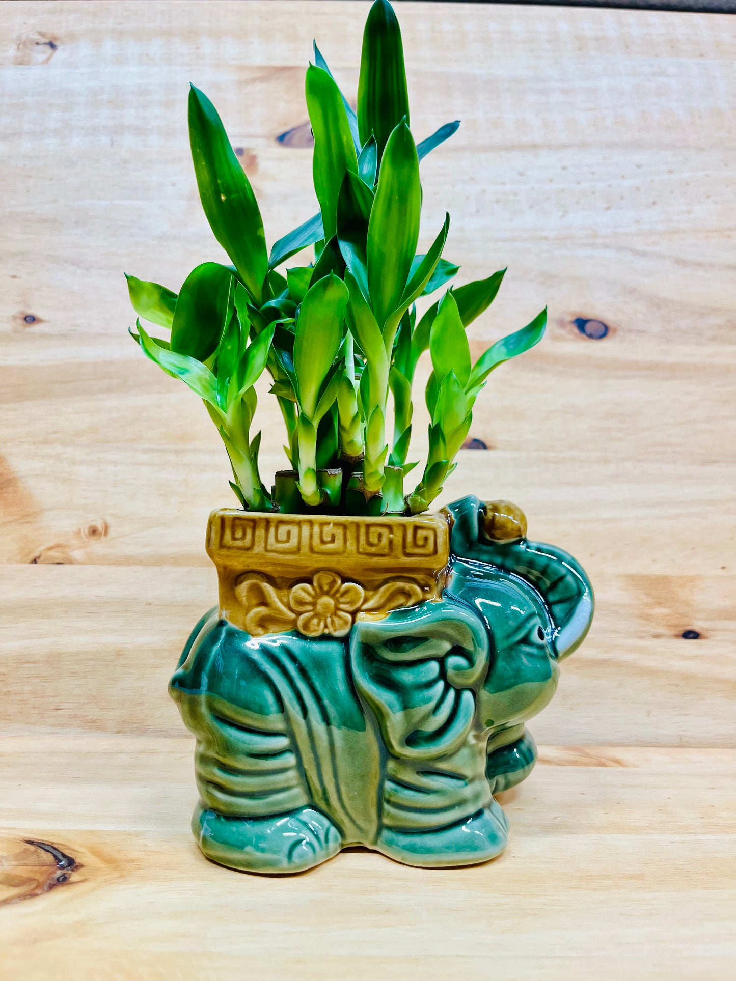 Live Lucky Bamboo Two Tier Plant in Elephant Ceramic Vase