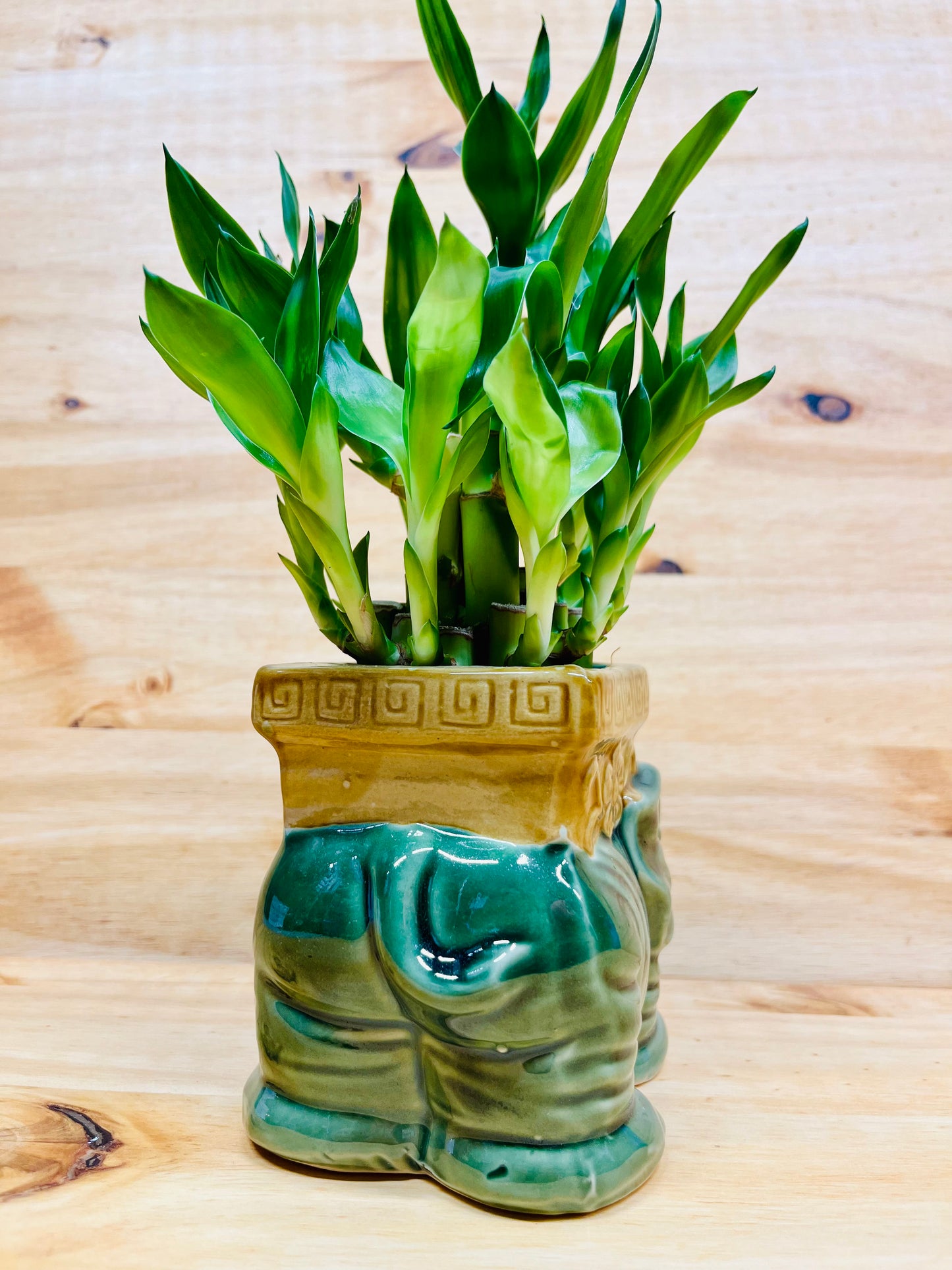 Live Lucky Bamboo Two Tier Plant in Elephant Ceramic Vase