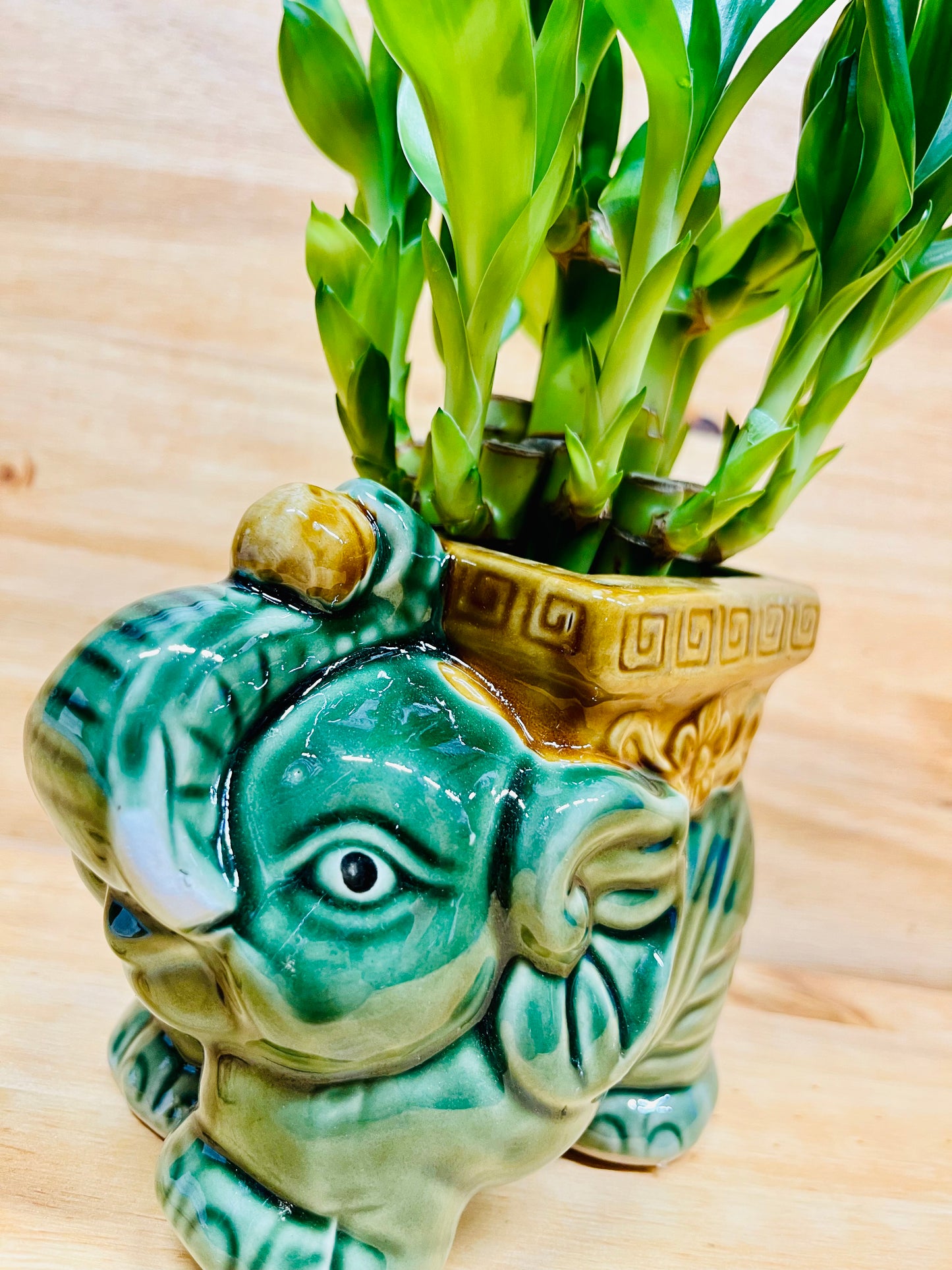 Live Lucky Bamboo Two Tier Plant in Elephant Ceramic Vase